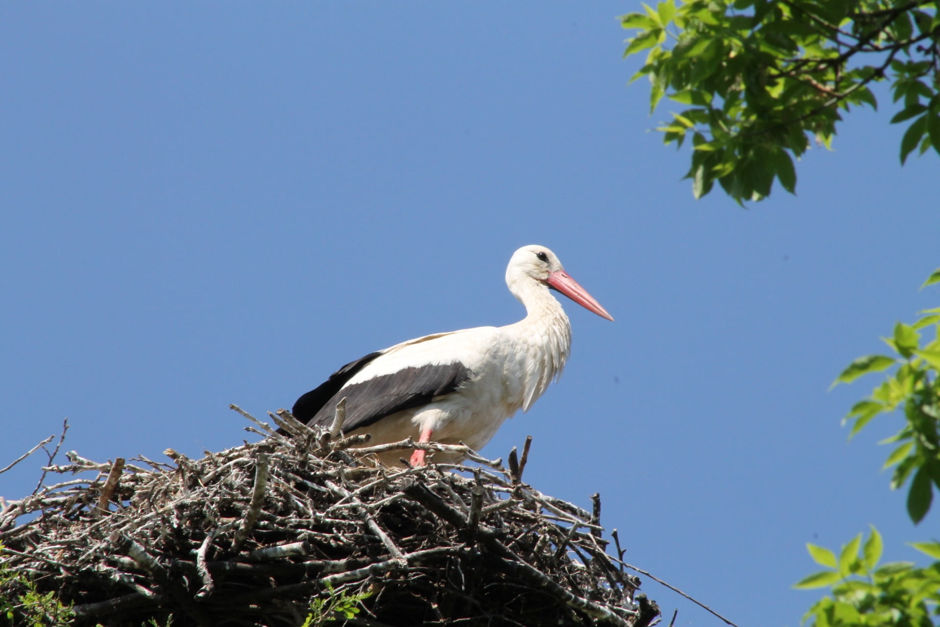 storchennest, clear sky, sky, tree, nest, marchegg, day, stork, animal, outdoors, animal nest, low angle view, historically, nature, garden, animal themes, HD Wallpaper
