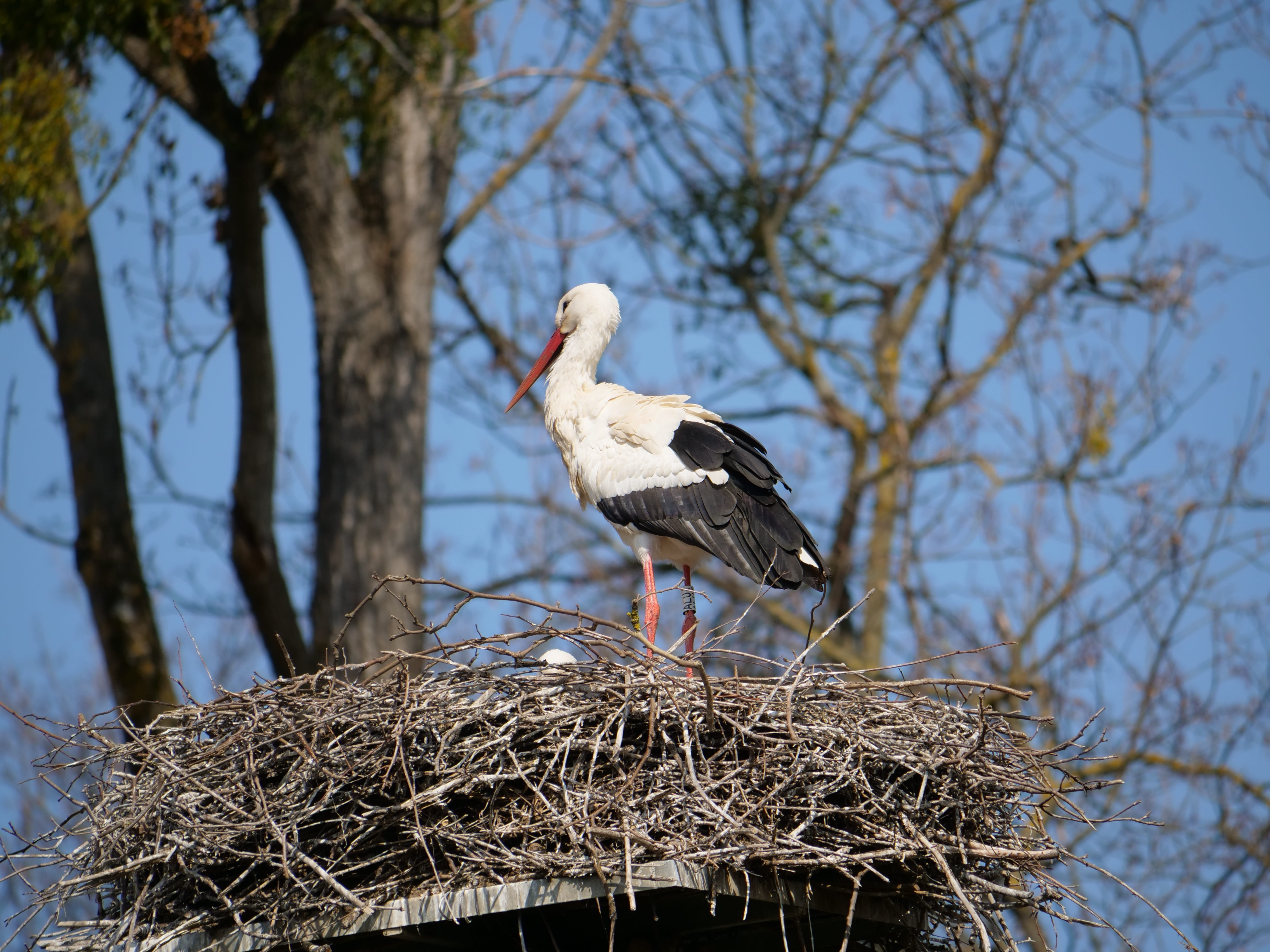 animal family, plant, perching, nest, 5K, animals in the wild, stork, animal themes, day, young stork, white stork, animal nest, animal world, young, animal wildlife, HD Wallpaper