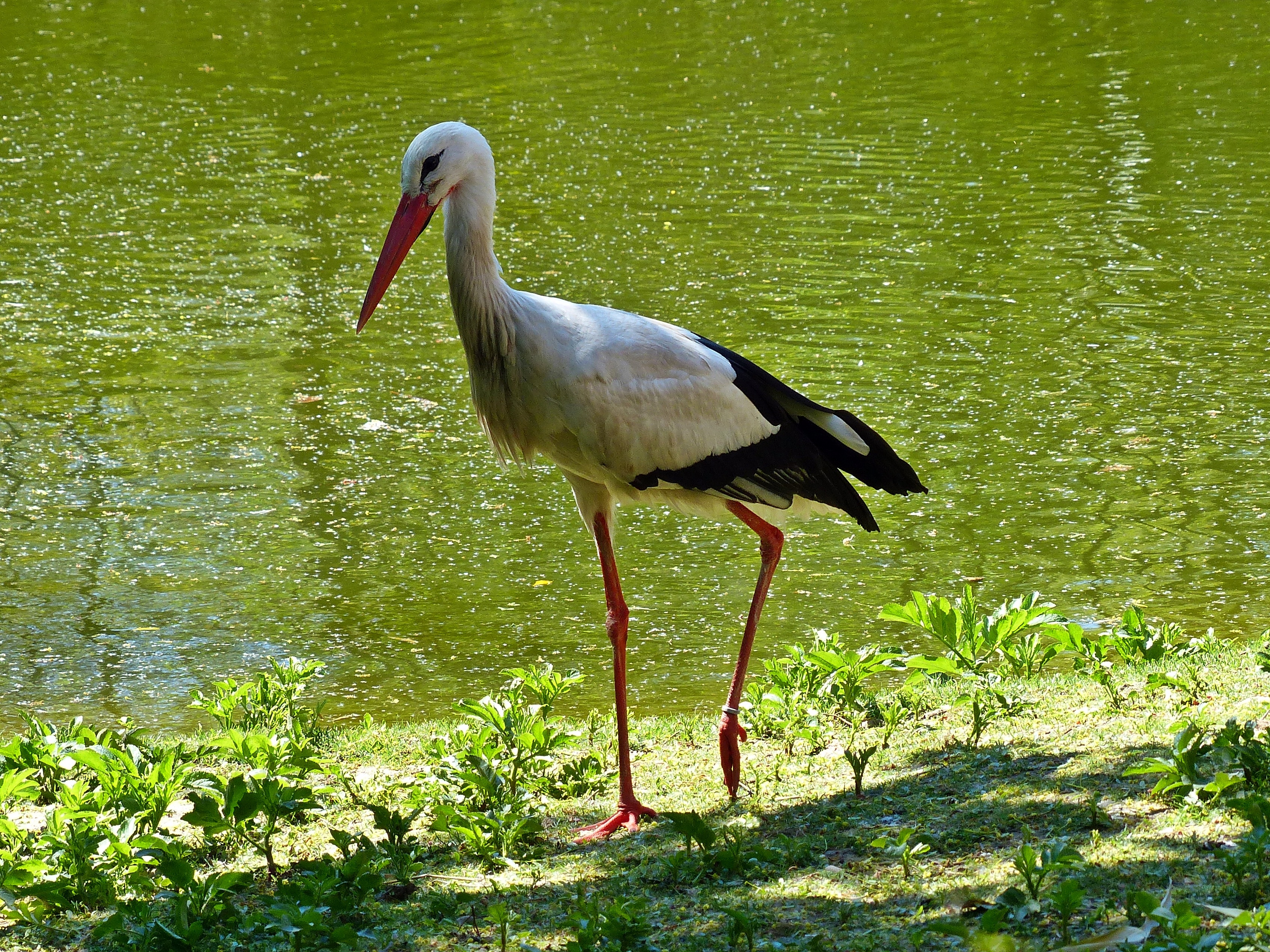side view, beak, one animal, 2K, lake, animal themes, bird, rattle stork, green color, animal, water, animals in the wild, stork, animal wildlife, no people, HD Wallpaper