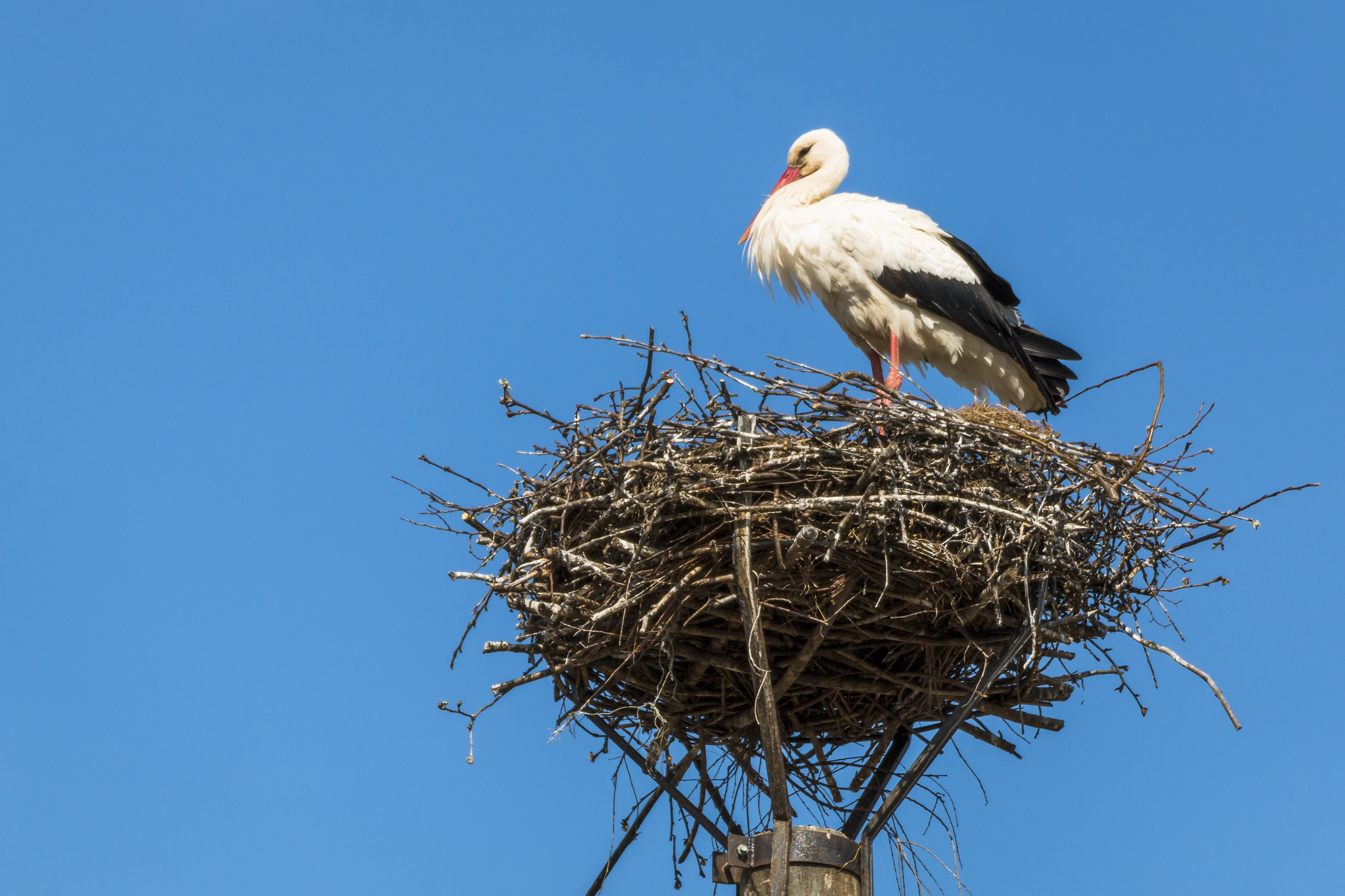 animal Nest, copy space, wildlife, nature, daytime, storks, white Stork, clear sky, two animals, animal themes, animal wildlife, outdoors, nest, bird, 2K, HD Wallpaper