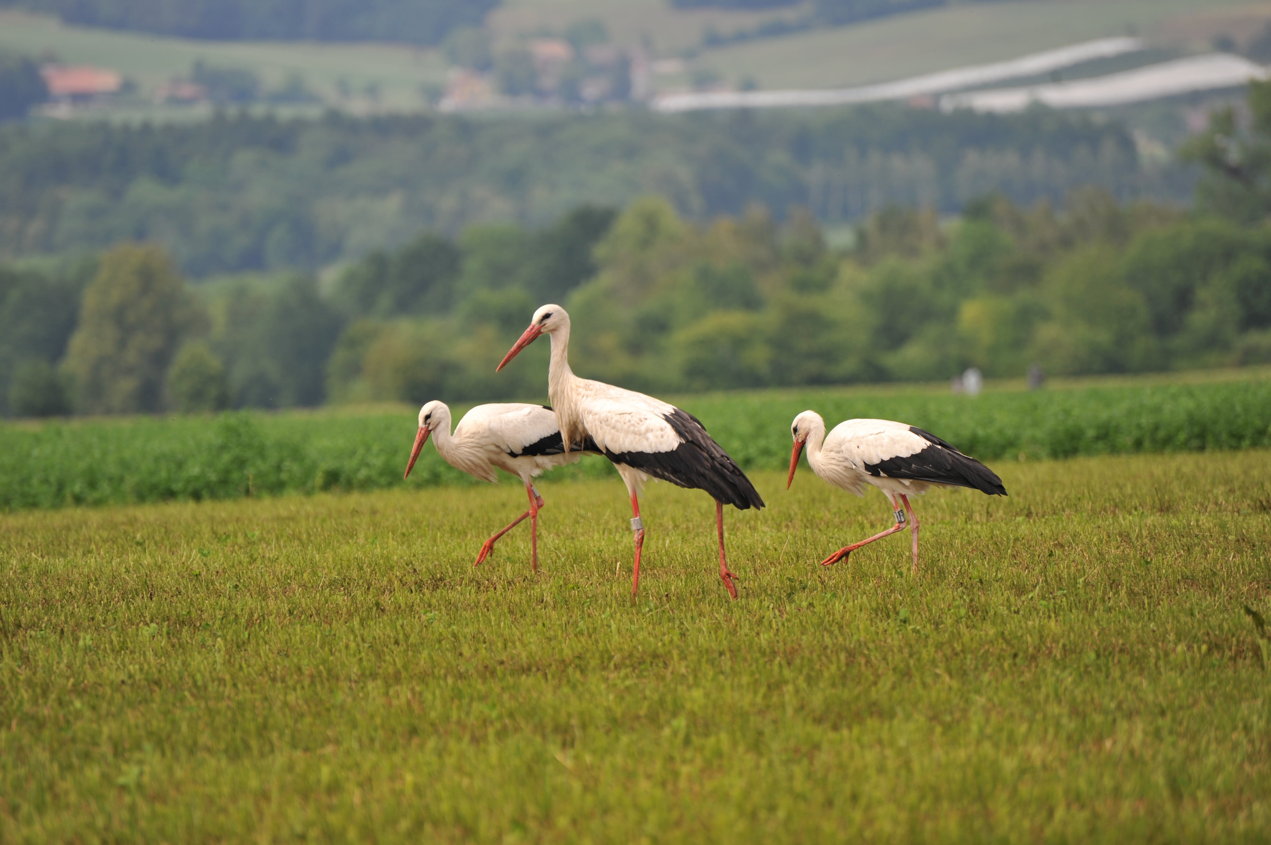 4K, meadow, three, white stork, land, group of animals, no people, nature, animal wildlife, birds, animals in the wild, mouth open, black, animal themes, HD Wallpaper
