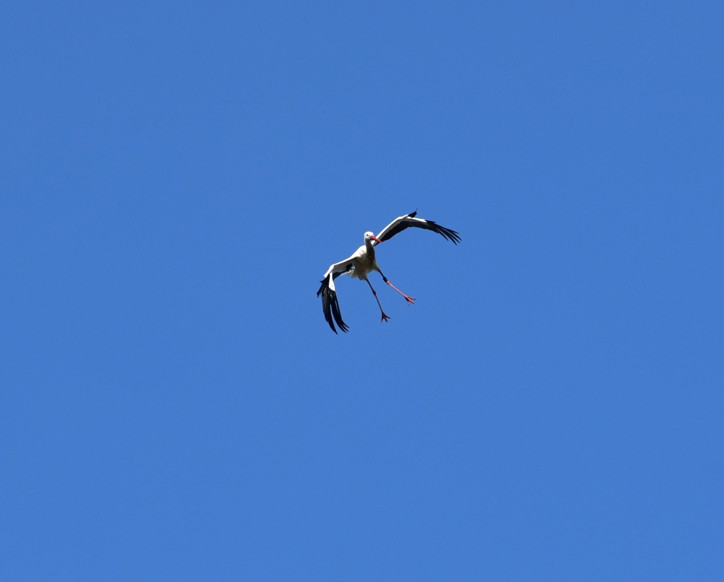 feather, adebar, animal body part, nature, blue, outdoors, clear sky, stork, flying, black white, one animal, day, fly, sky, low angle view, mid-air, animal wing, HD Wallpaper