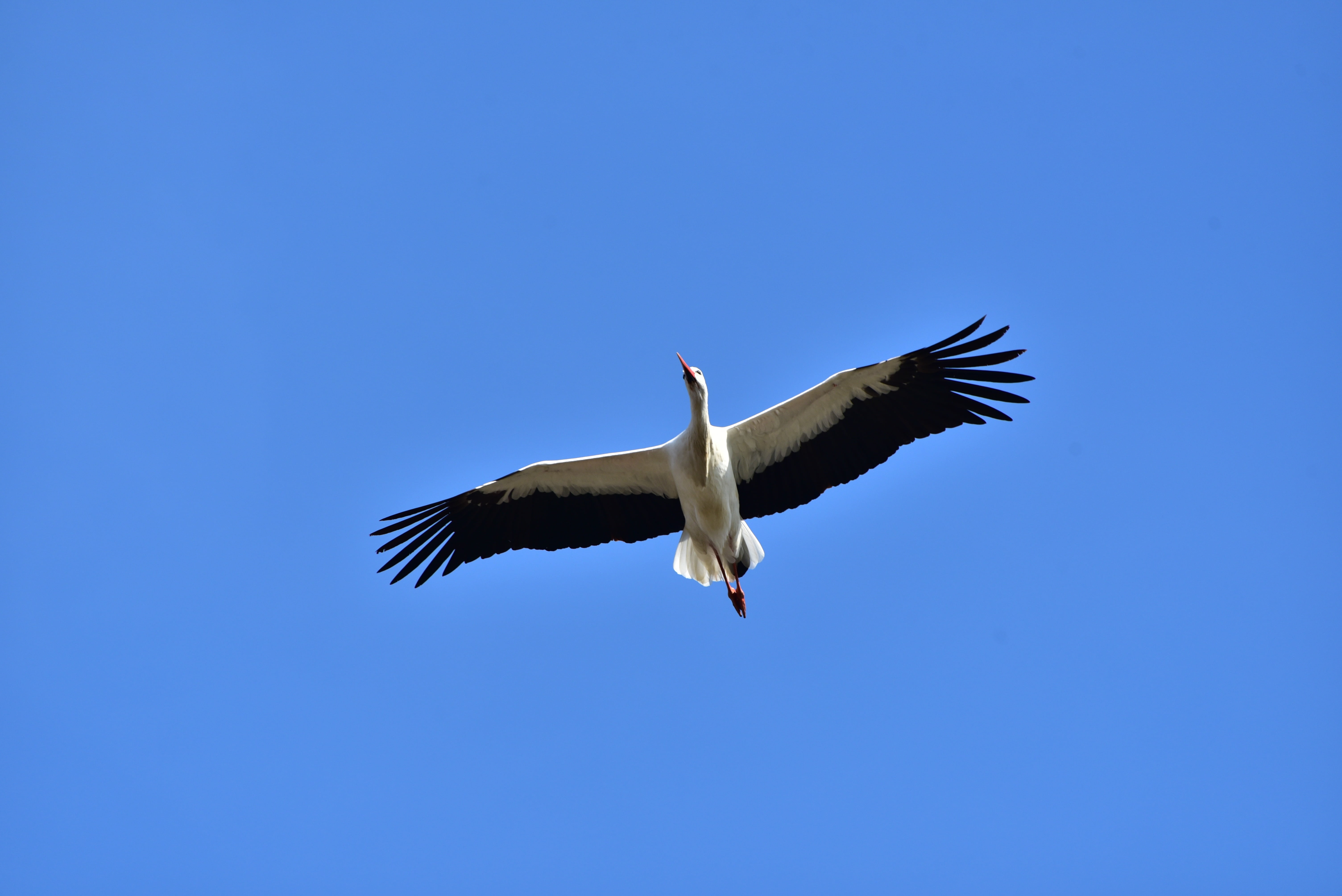 low angle view, nature, day, one animal, outdoors, blue, motion, large beak, fly, no people, animal, animals in the wild, rattle stork, animal themes, bill, HD Wallpaper