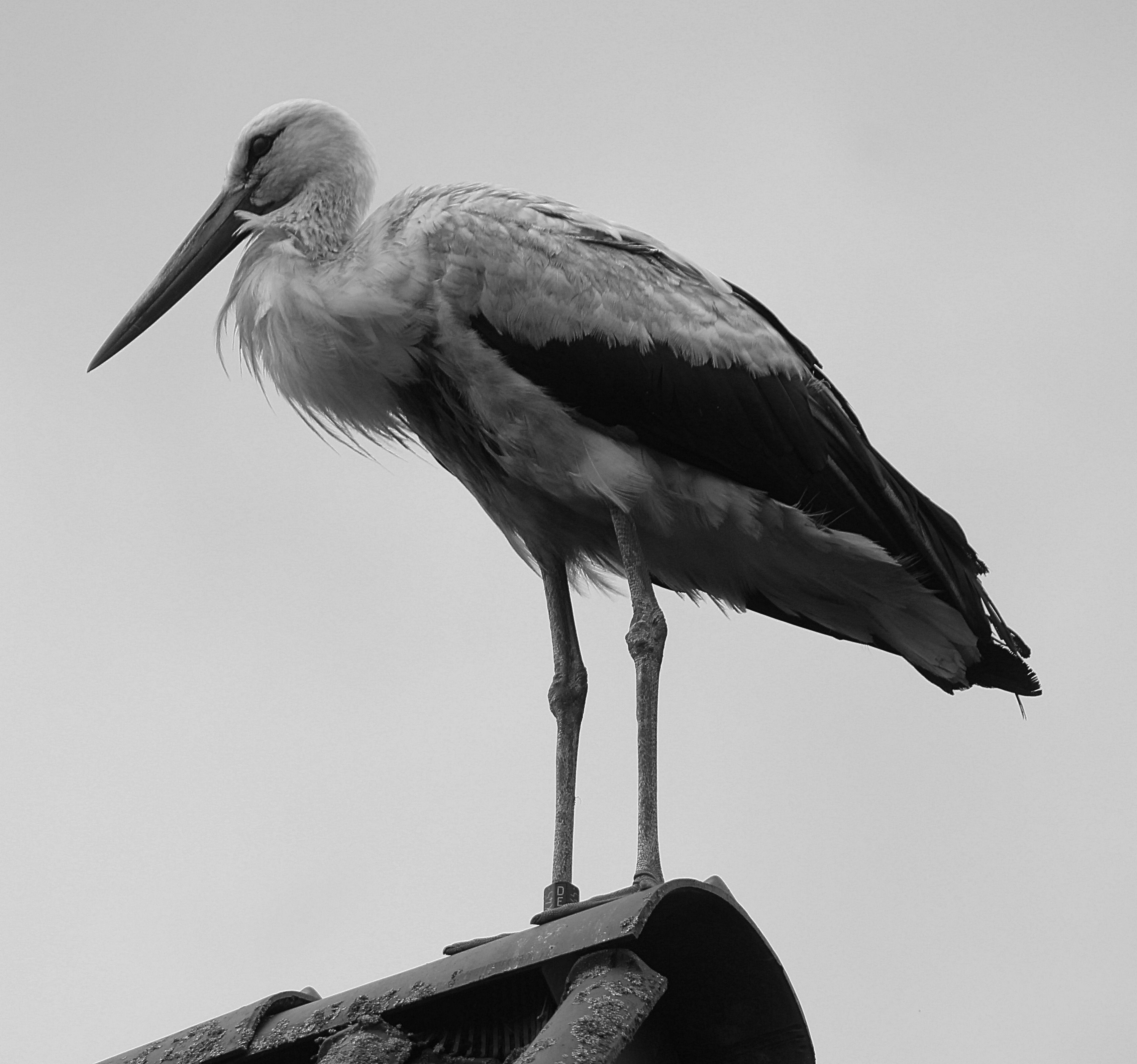 animals in the wild, water bird, sky, outdoors, adebar, low angle view, 2K, perching, storks, clear sky, mountain husen, animal themes, animal, day, white stork, HD Wallpaper