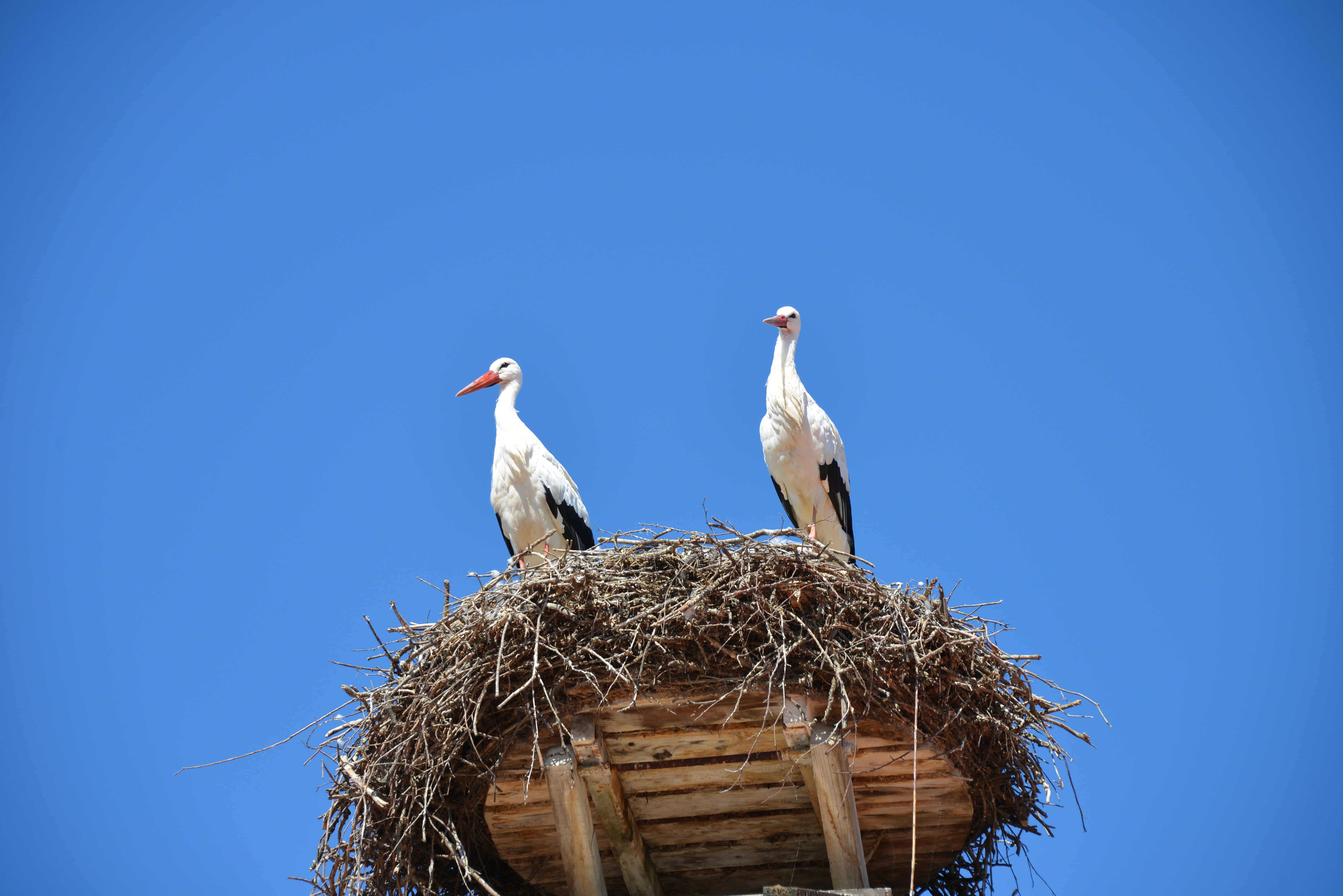animal nest, animals, animal wildlife, animal, copy space, storchennest, day, nature, outdoors, vertebrate, stork village, idyllic, no people, animal themes, HD Wallpaper