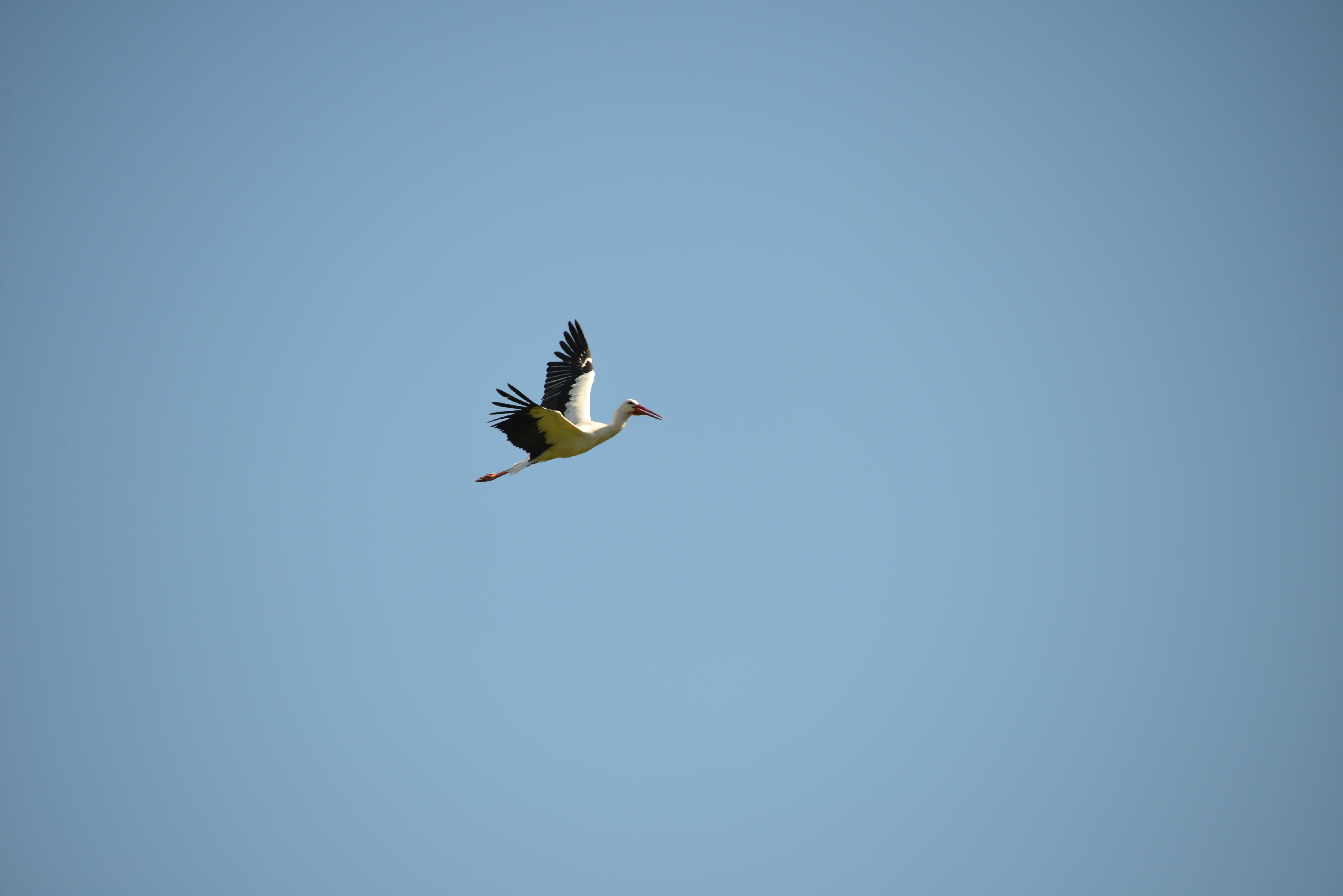 5K, wildlife, rattle stork, animals In The Wild, outdoors, no people, low angle view, nature, copy space, bird, white stork, flight, motion, one animal, HD Wallpaper