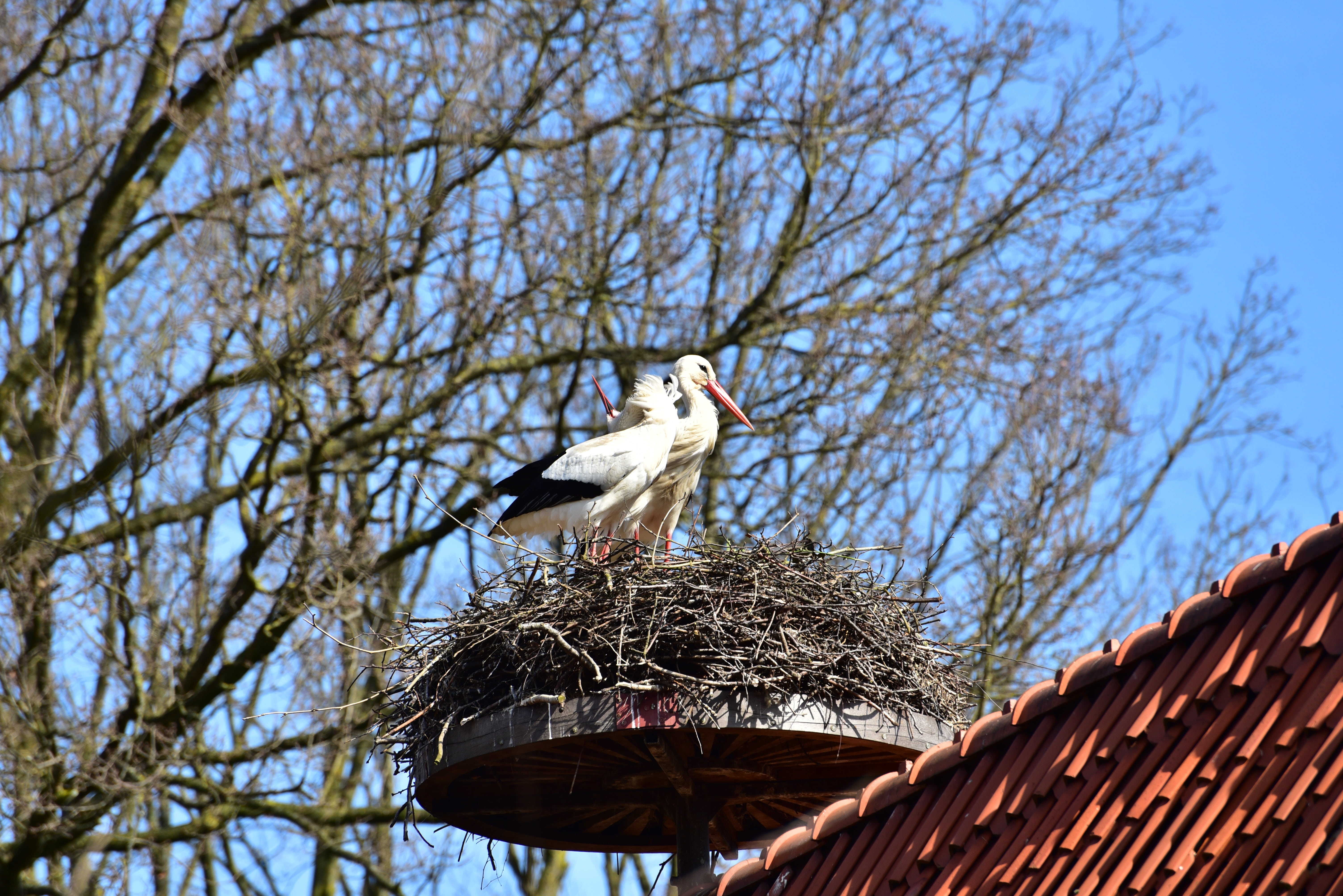 architecture, rattle stork, nature, animal wildlife, pride, animal, plant, large beak, 5K, bill, elegant, black white, white stork, stork, day, roof tile, HD Wallpaper