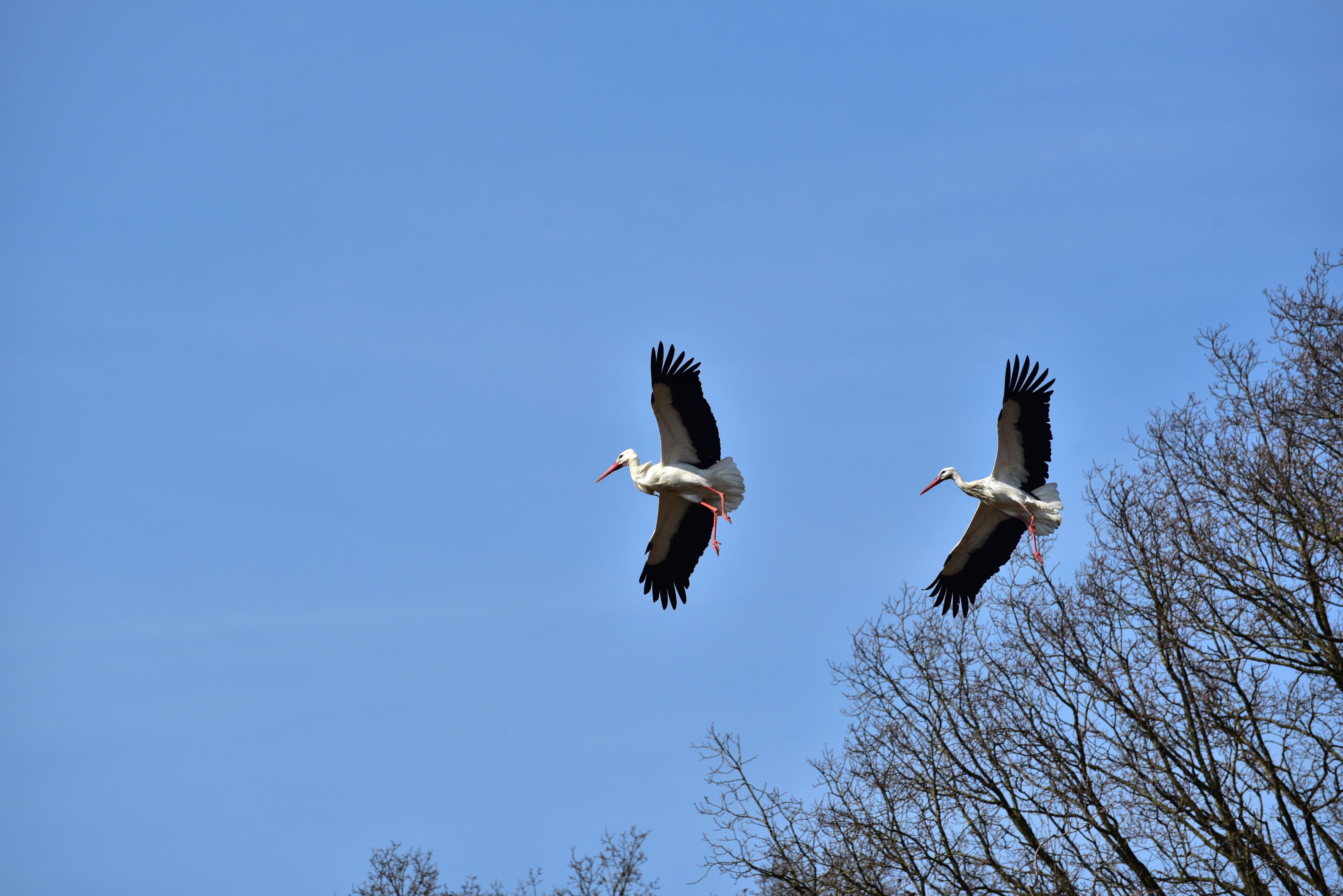 white stork, rattle stork, group of animals, eagle, animals in the wild, animal themes, animal, animal wildlife, no people, tree, bill, outdoors, nature, HD Wallpaper
