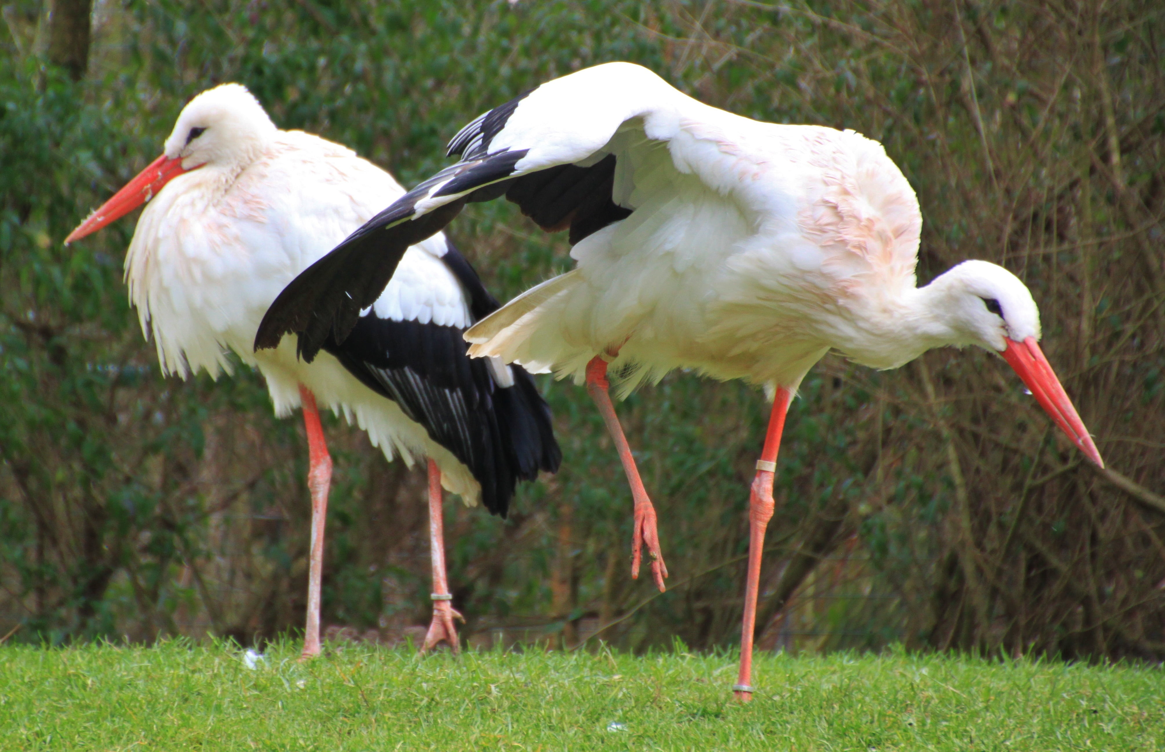 group of animals, animals in the wild, freshwater bird, rattle stork, bill, animal, bird, white color, animals, vertebrate, outdoors, nature, plumage, focus on foreground, HD Wallpaper
