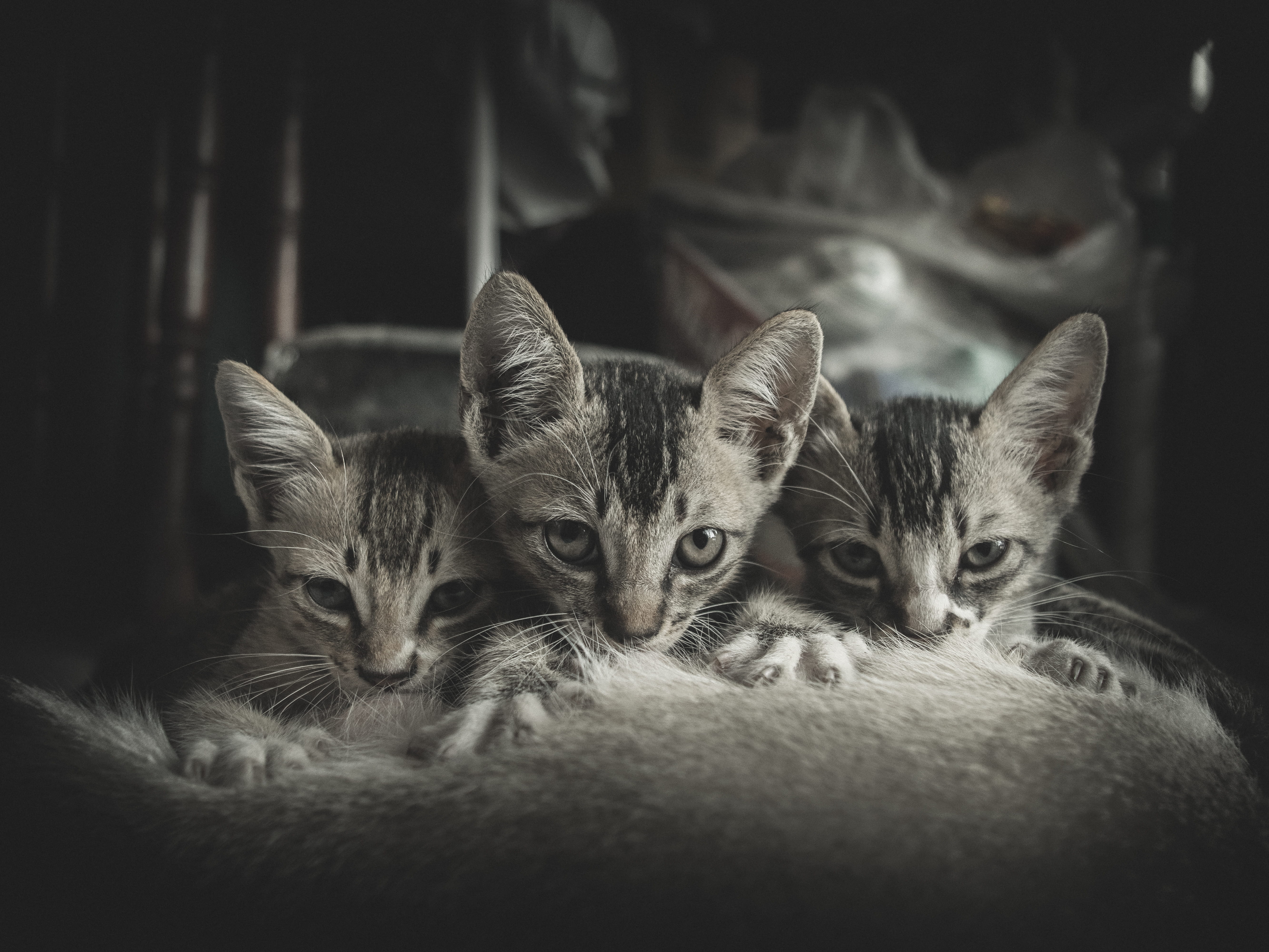 animal, group of animals, young animal, mammal, indoors, domestic animals, close-up, no people, suckle, dramatic, innocence, two animals, animal themes, HD Wallpaper