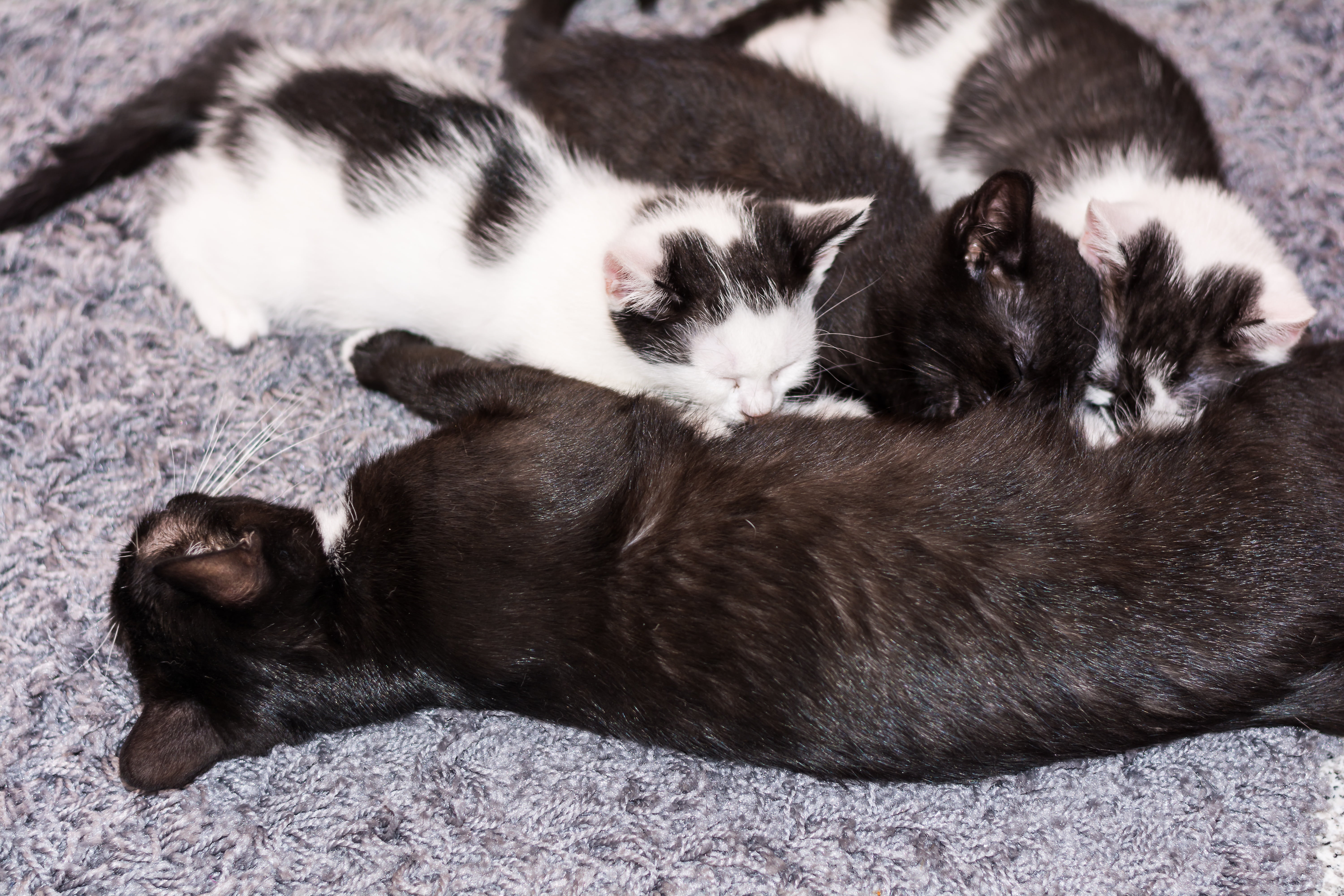 young cat, group of animals, close-up, pet, dear, animal themes, cat, vertebrate, kitten, feline, young cats, baby cat, snuggle, family, adidas, three, HD Wallpaper