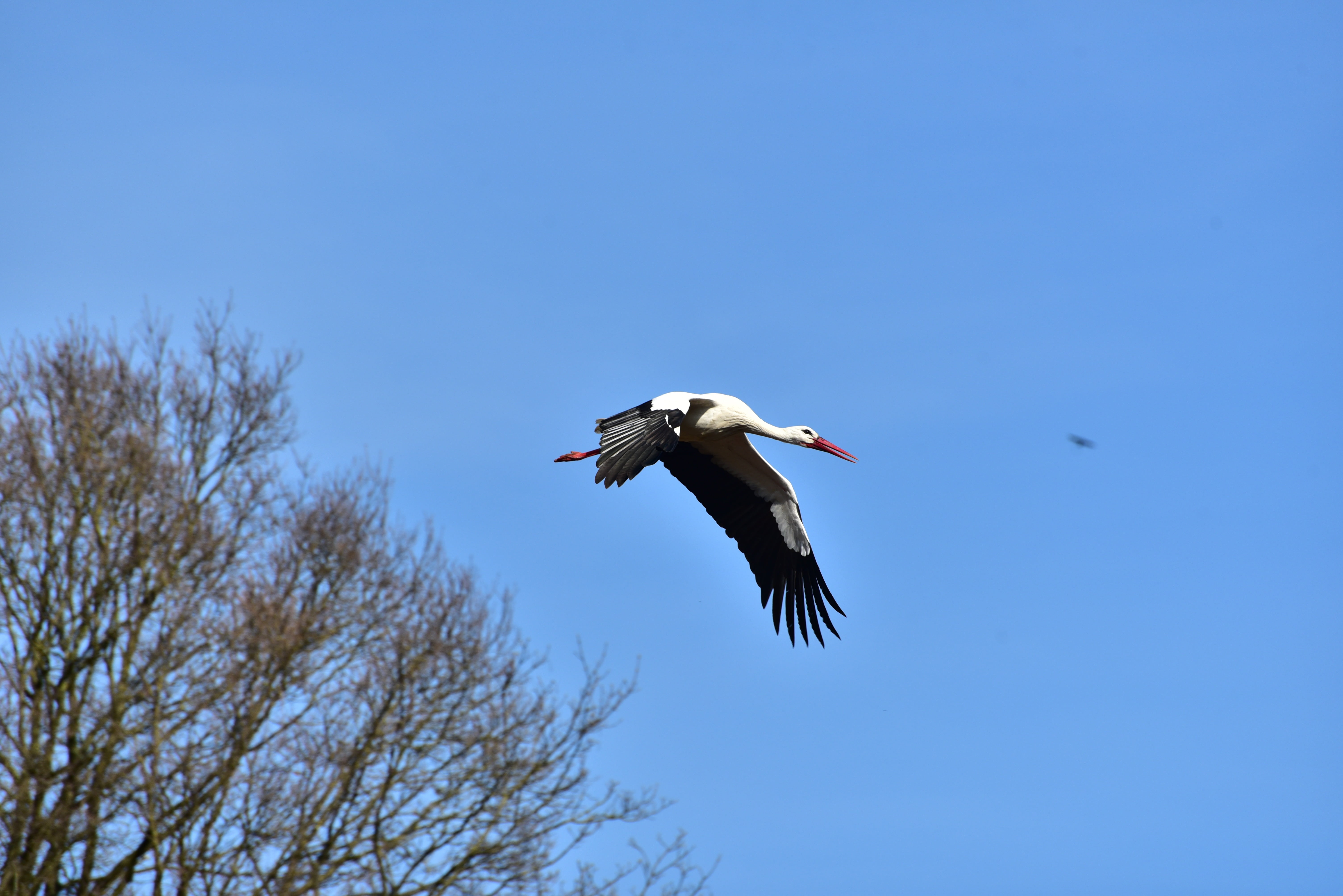 elegant, large beak, black white, feather, sky, low angle view, animal, day, nature, white stork, bill, outdoors, adebar, spread wings, animal themes, vertebrate, HD Wallpaper