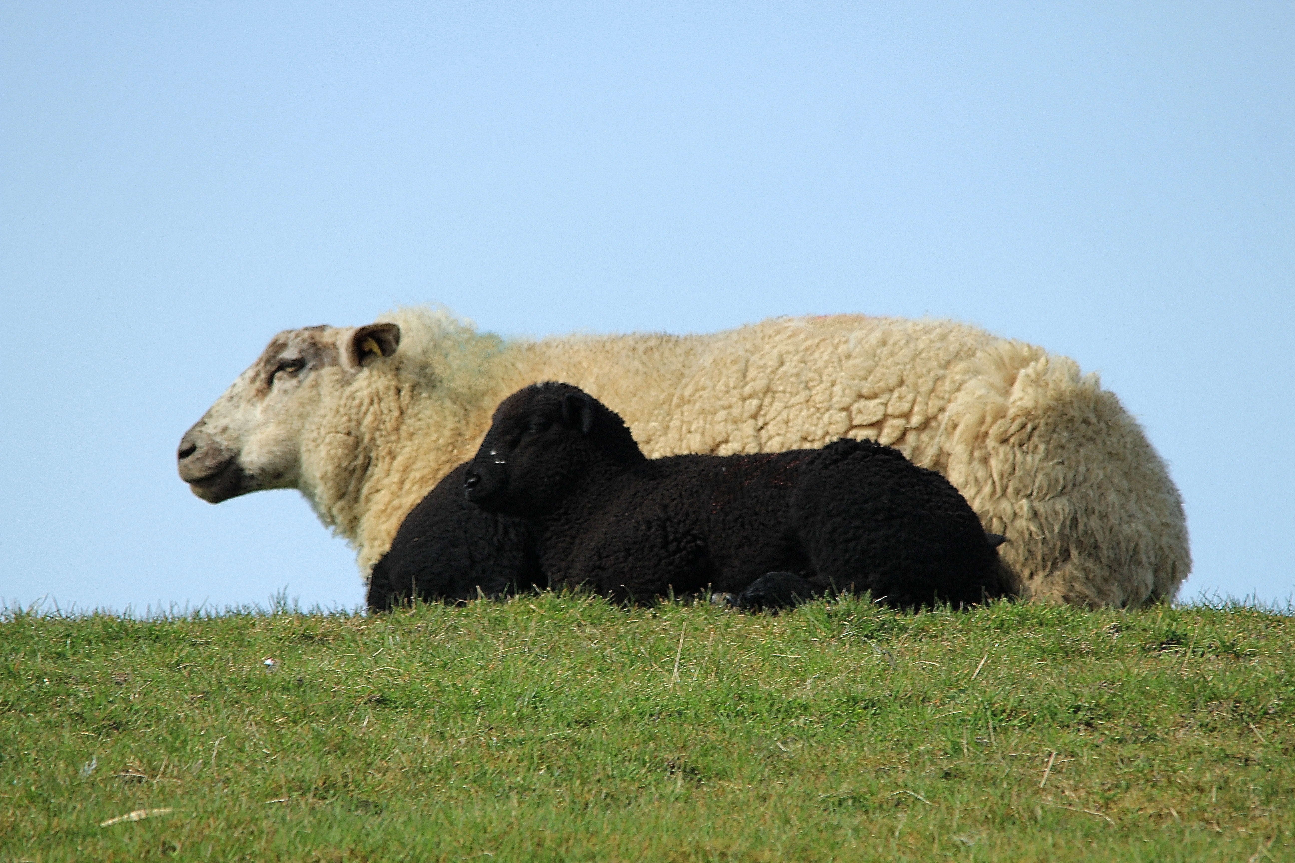 lamb, mammal, black and white, vertebrate, relaxation, 5K, domestic sheep, grass, no people, happy, one animal, young animal, livestock, animals in the wild, HD Wallpaper