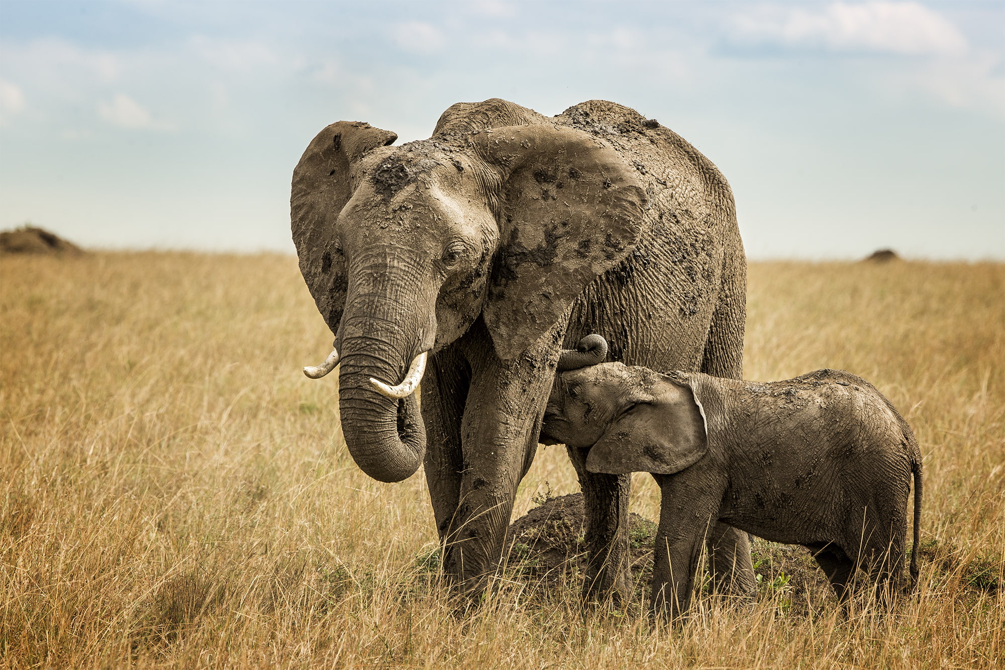 horizon, the sky, clouds, elephants, 1080P, breastfeeding, Savannah, HD Wallpaper