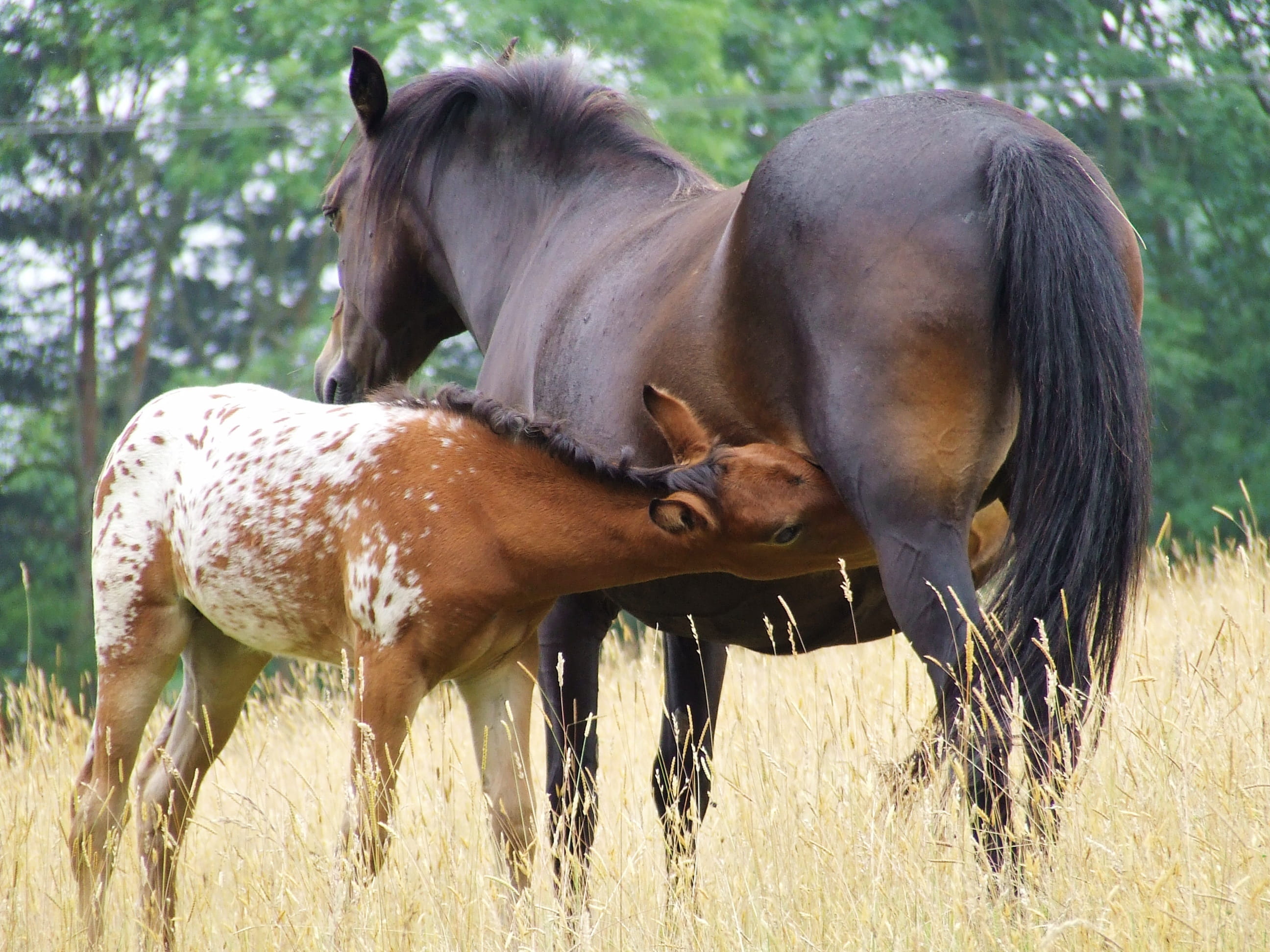 beauty In Nature, horse, beautiful, cub, mother, feeding, rural Scene, wheat fields, appaloosa, domestic, animal wildlife, field, land, range, beauty, dry grass, HD Wallpaper