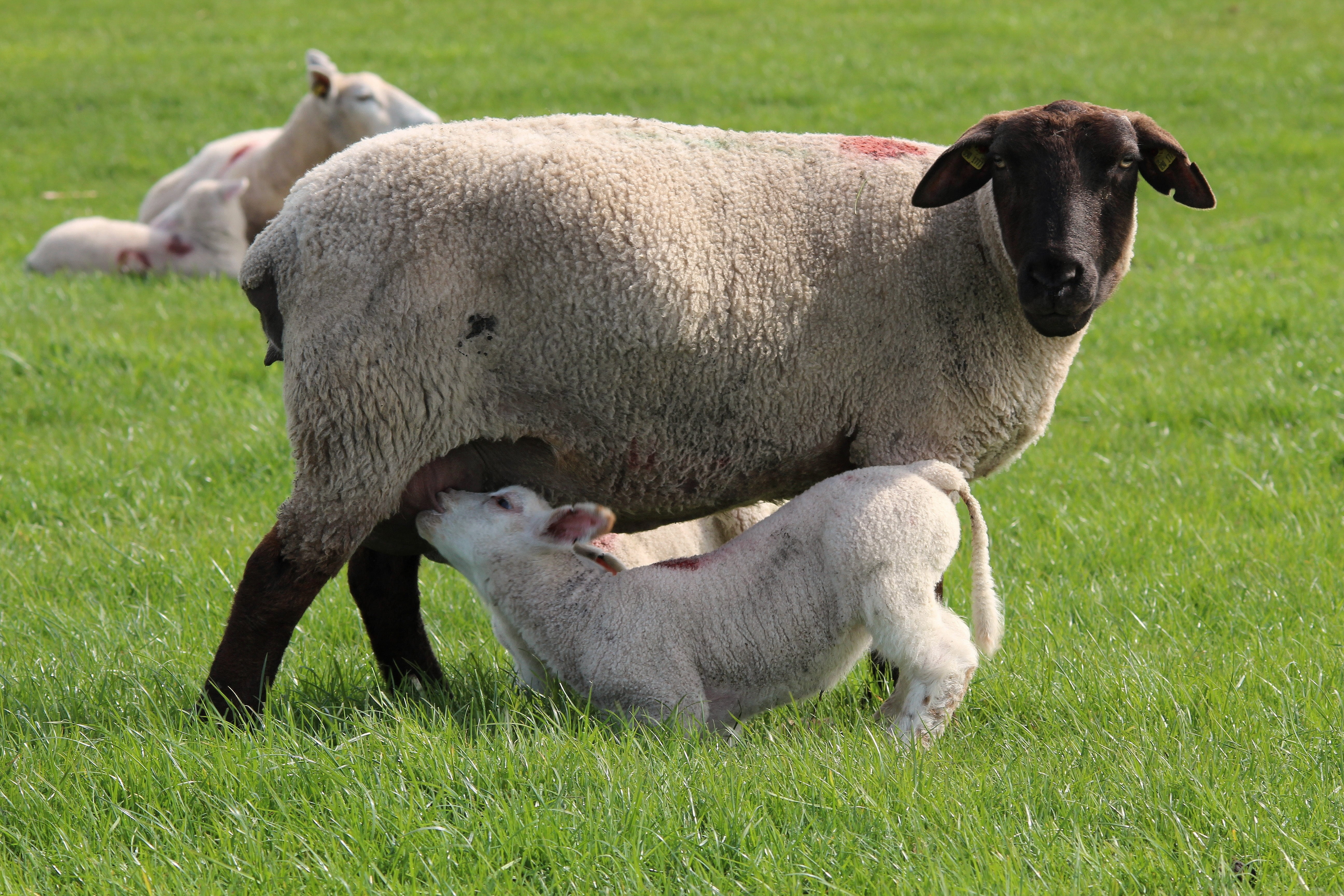 herbivorous, young animal, domestic sheep, animal, green color, outdoors, domestic animals, two animals, infant, milk, young, animal themes, land, pets, HD Wallpaper