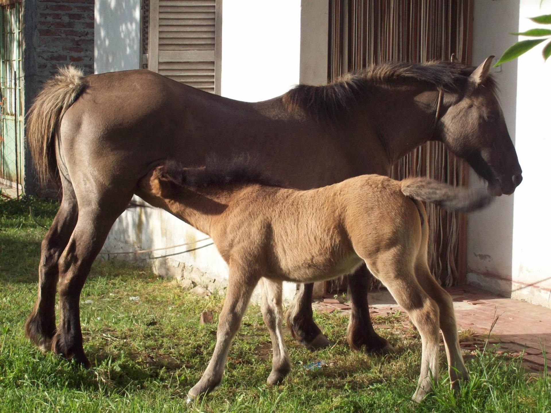 mare, breastfeeding, animal wildlife, mammal, group of animals, grass, animals, 1080P, day, animal, mother, love animals, outdoors, livestock, ranch, power, HD Wallpaper