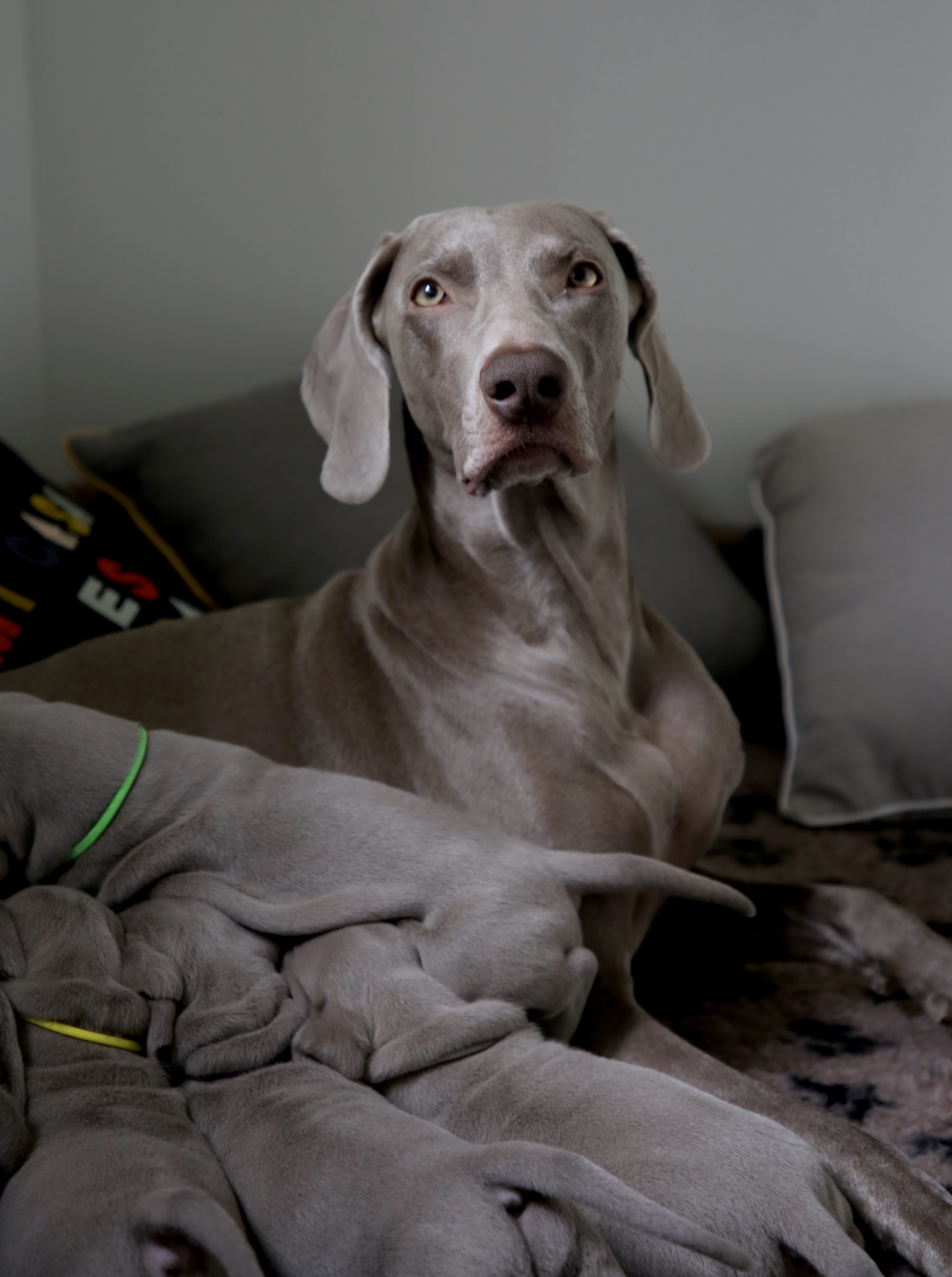 vertebrate, sitting, domestic animals, adult, pups, breastfeeding, one animal, dog, indoors, bed, furniture, domestic, 4K, weimaraner, mammal, people, Phone HD Wallpaper