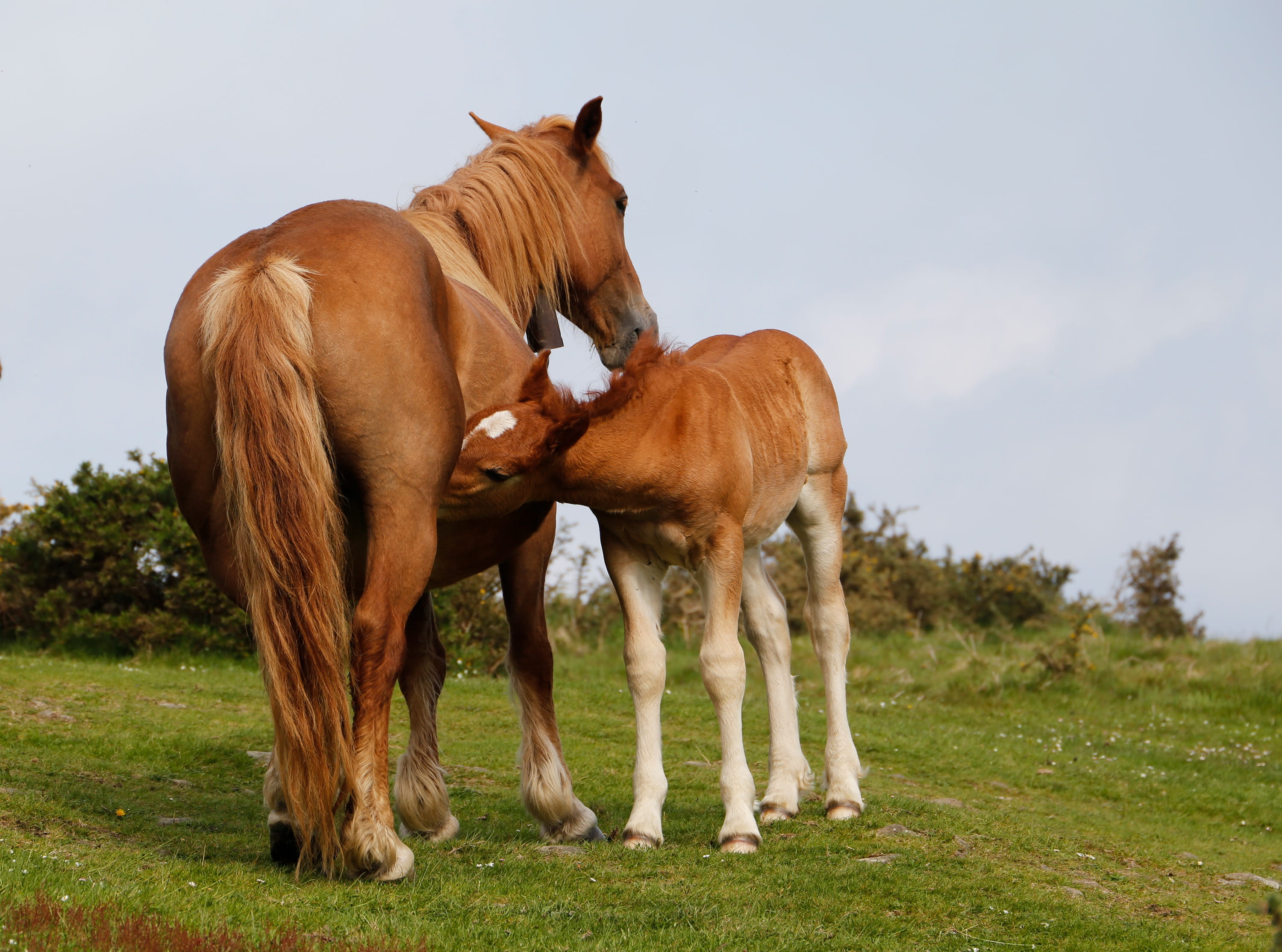 grass, field, group of animals, animals, land, livestock, vertebrate, pastures, mare, domestic, plant, animal family, animal wildlife, breastfeeding, brown, HD Wallpaper