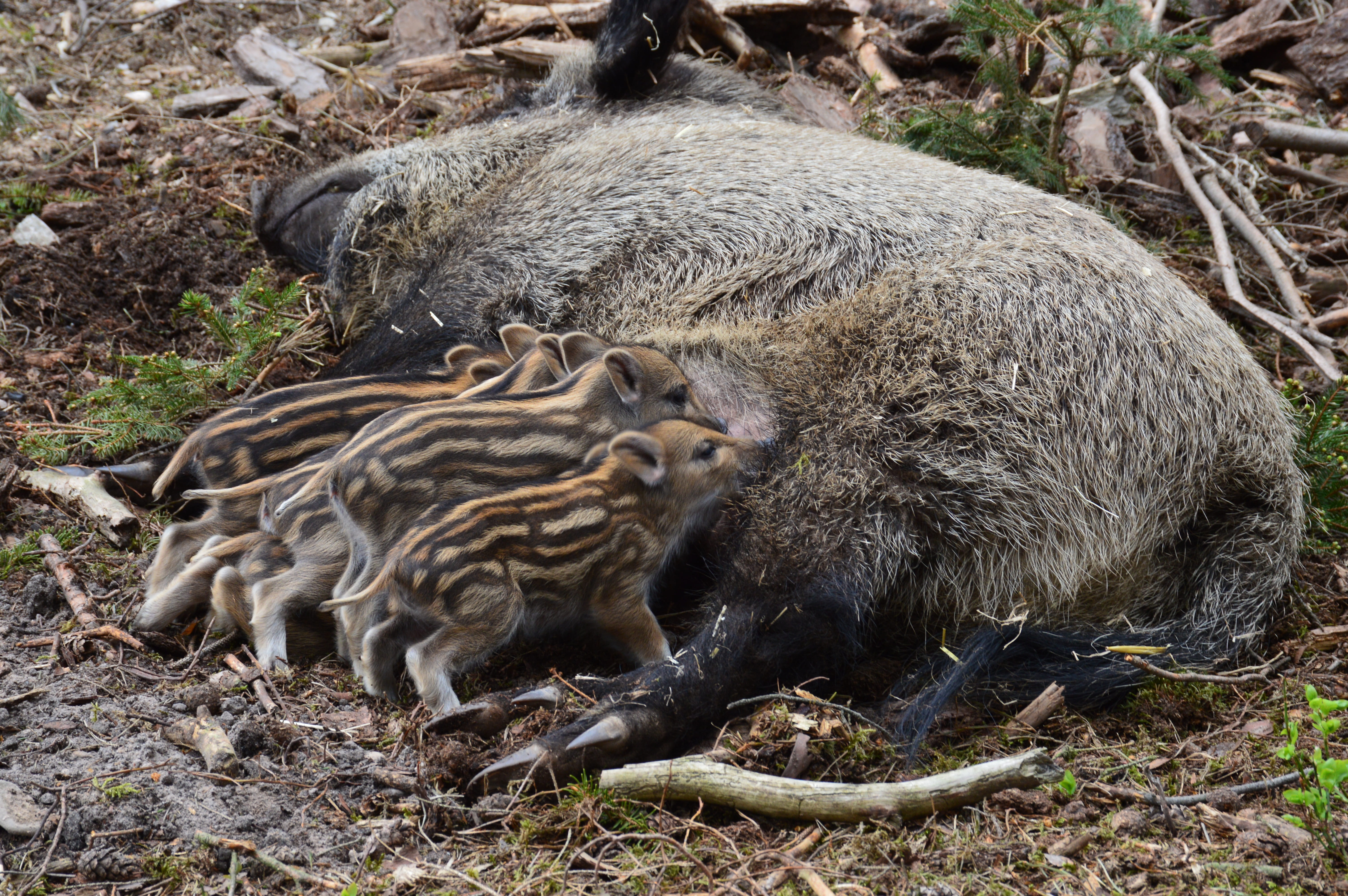 gray, mother, breastfeeding, cub, tree, day, pig, black, the critters, animal family, young animal, Wild Boar, forest, animal themes, field, Animal, 5K, HD Wallpaper