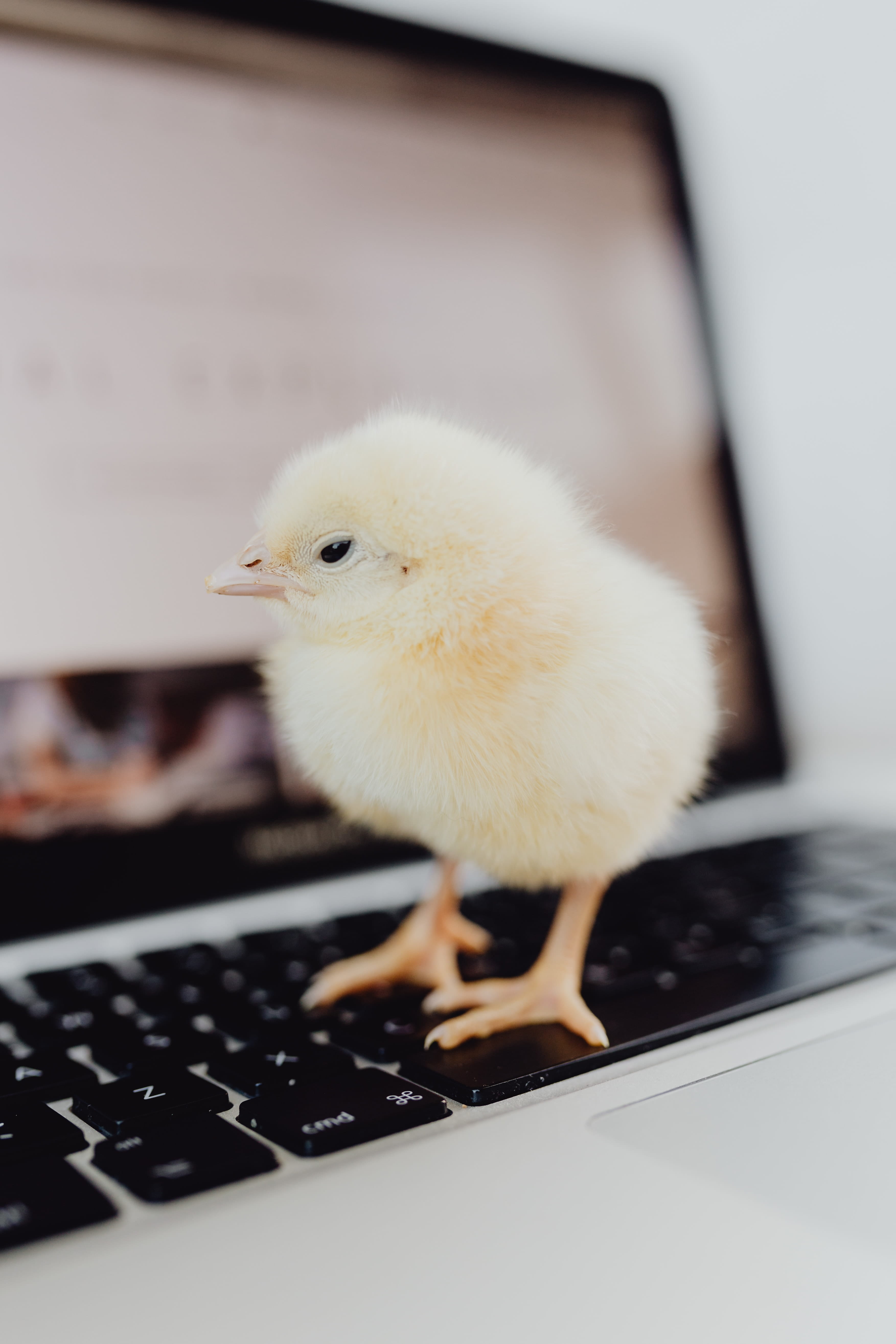 macbook, computer, baby, polutry, livestock, domestic, indoors, yellow, baby chicken, animal themes, animal, technology, 5K, newborn, young animal, keyboard, Phone HD Wallpaper