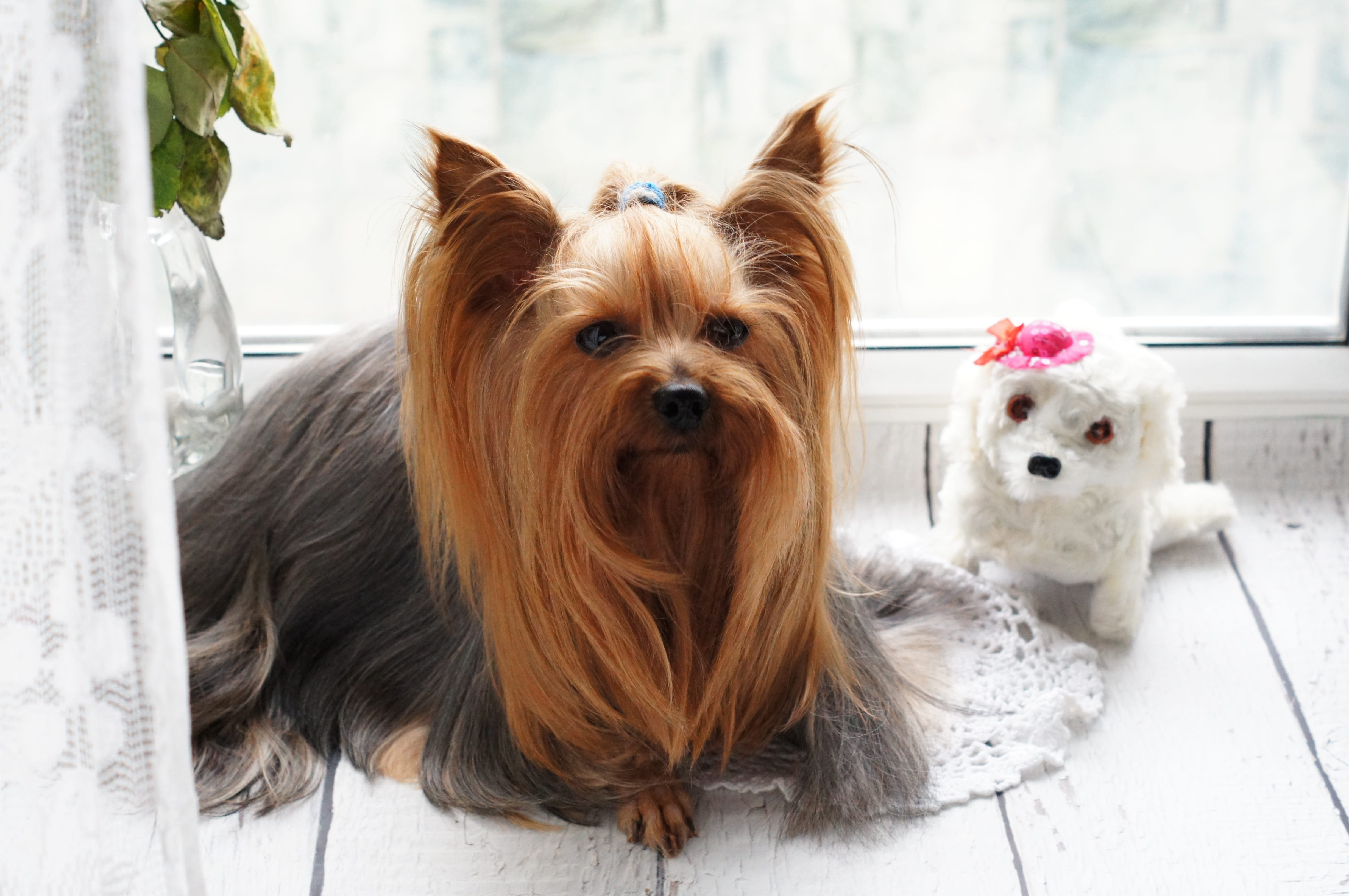 eyes, vertebrate, animal themes, indoors, domestic animals, pet, cute, yorkie, hair, dog, day, looking at camera, 4K, companion, grooming, animal, small, HD Wallpaper