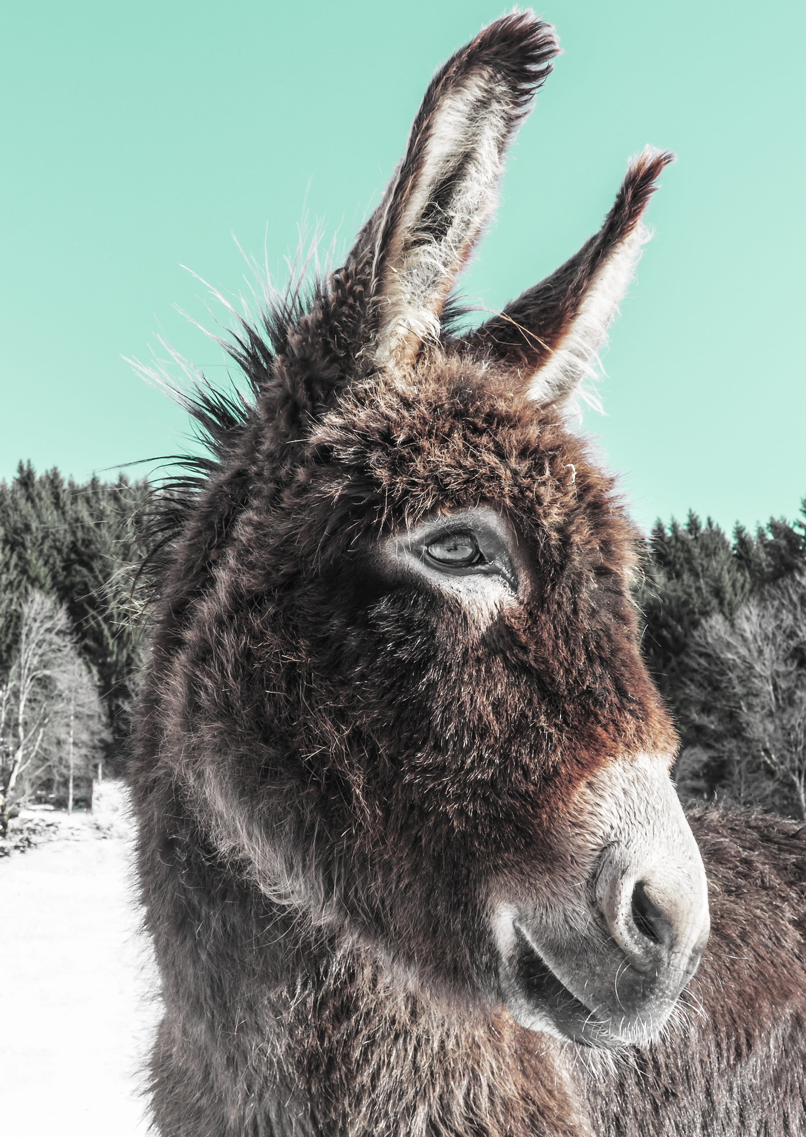 one animal, portrait, shaggy, domestic animals, animal head, love for animals, veterinarian, happy, animal themes, pets, herbivorous, donkey, 2K, sky, Phone HD Wallpaper