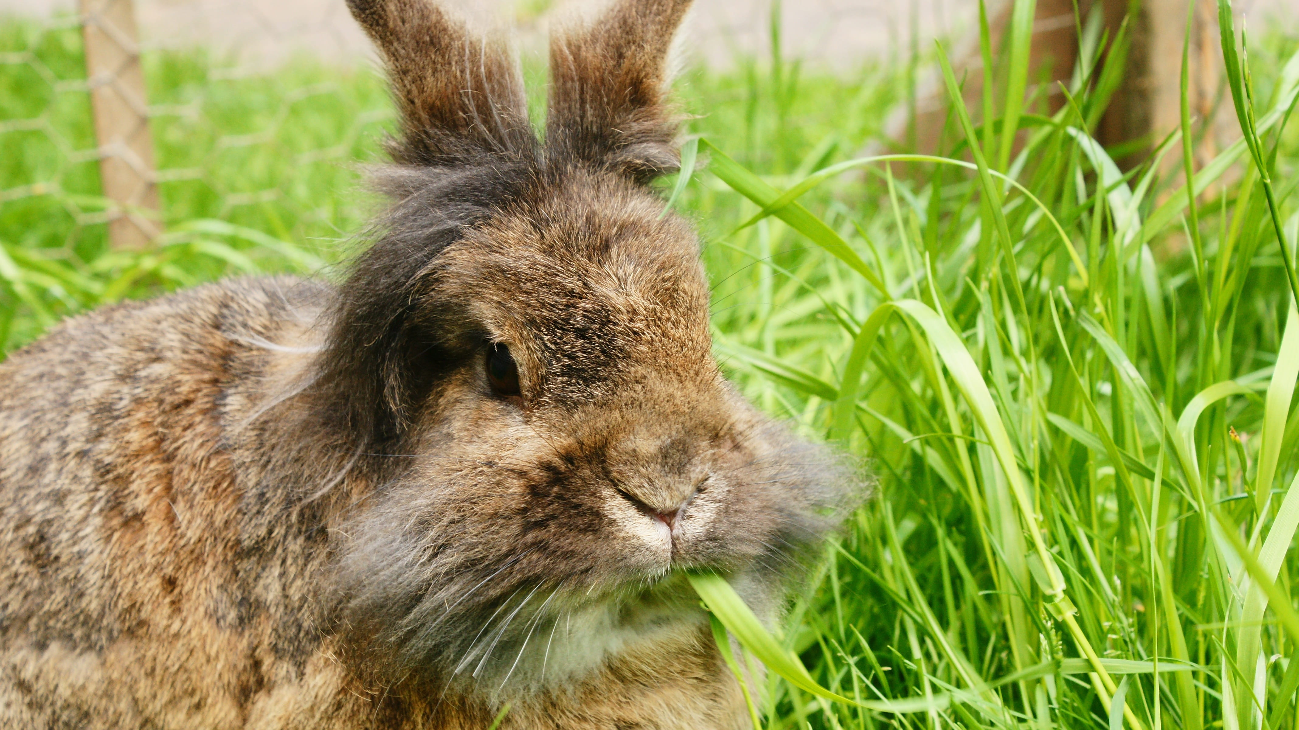 soft, field, domestic animals, 4K, one animal, pets, outdoors, cute, animals in the wild, portrait, Spring, angora, animals And Pets, mammal, Rabbit, ears, HD Wallpaper