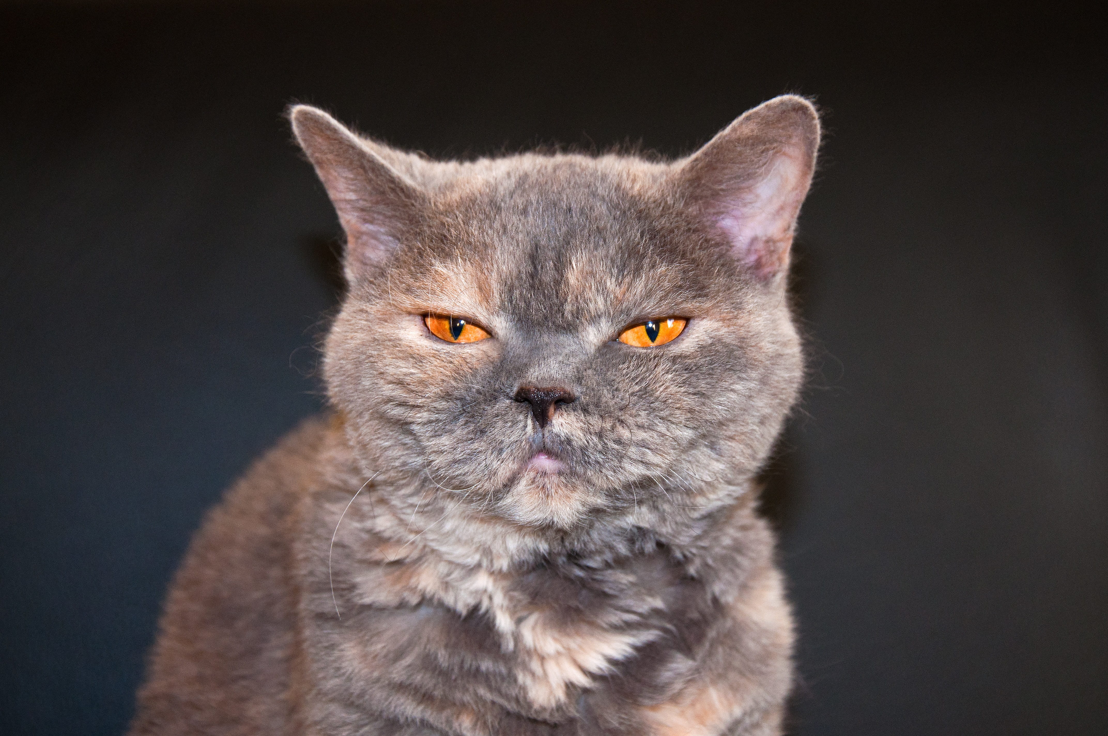 studio shot, expression, british shorthair, no people, feline, animal hair, mammal, domestic animals, cute, yellow eyes, domestic cat, animal head, not in the mood, HD Wallpaper