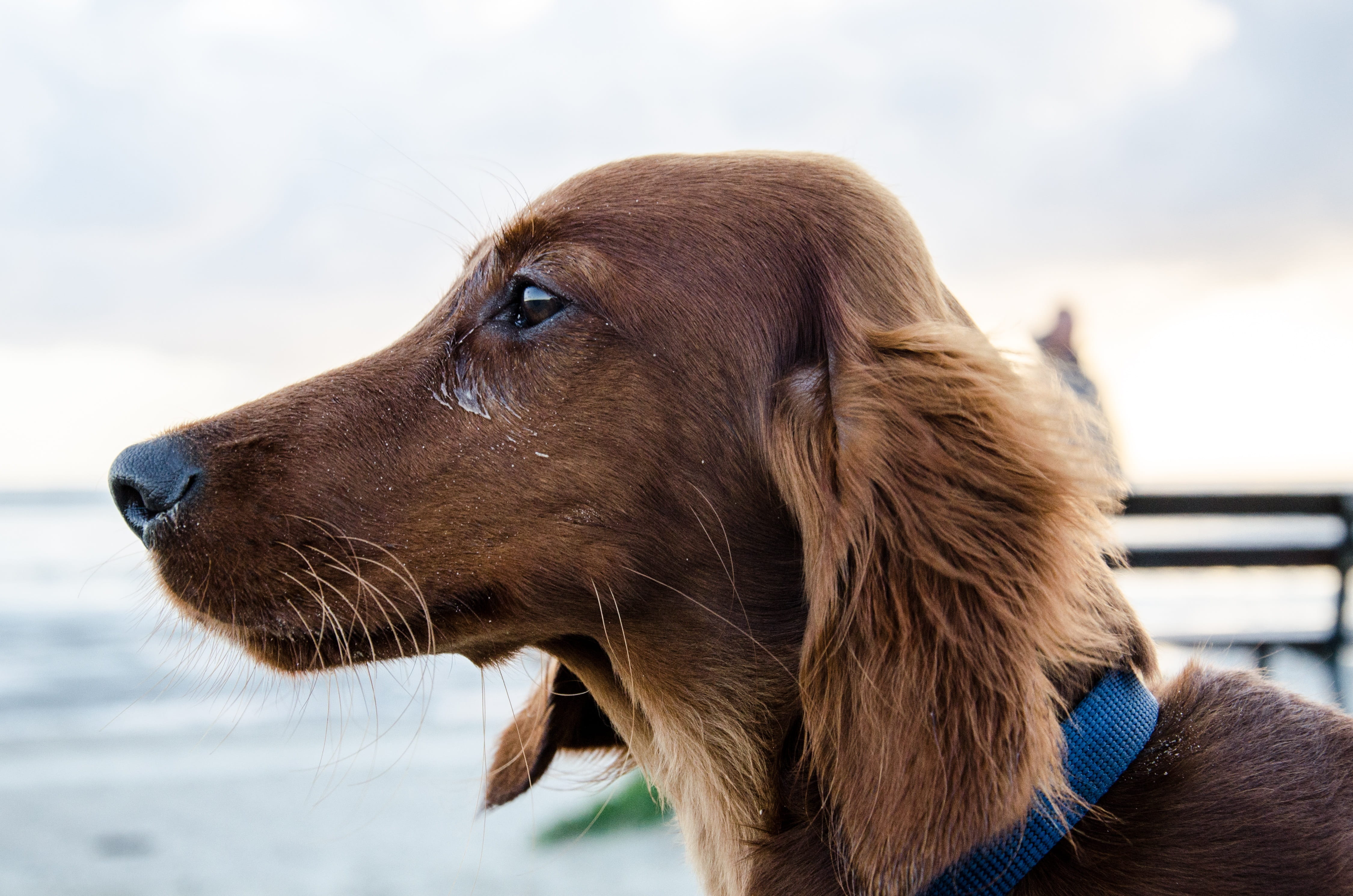 fur, outdoors, animal head, looking, vertebrate, domestic animals, profile view, close-up, animal eye, nature, charming, long hair dachshund, landscape, HD Wallpaper