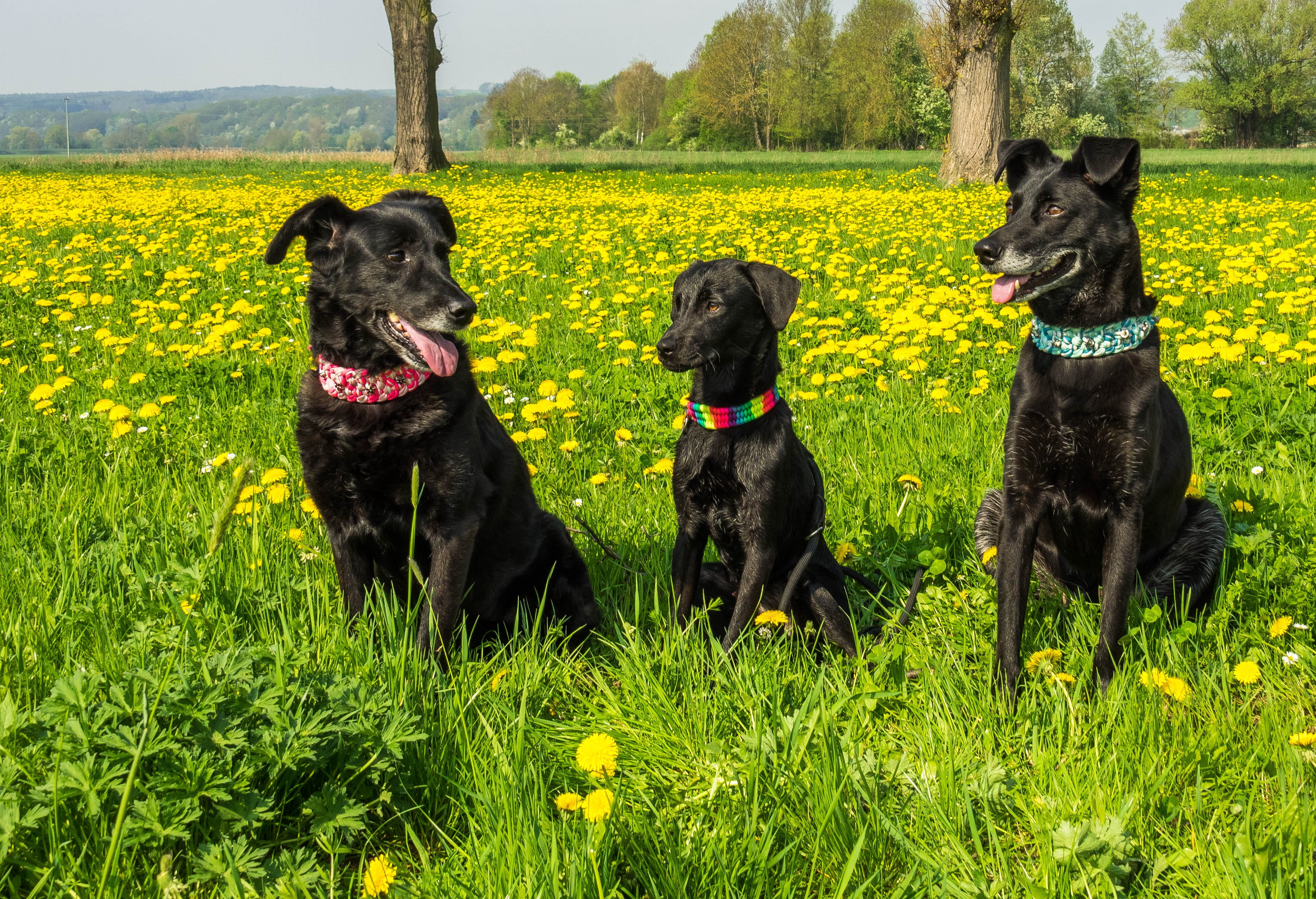 good, spring, animal themes, trio, mammal, meadow, pet, black color, portrait, plant, dandelion, funny, green color, watch, friend, attention, eyes, pets, HD Wallpaper