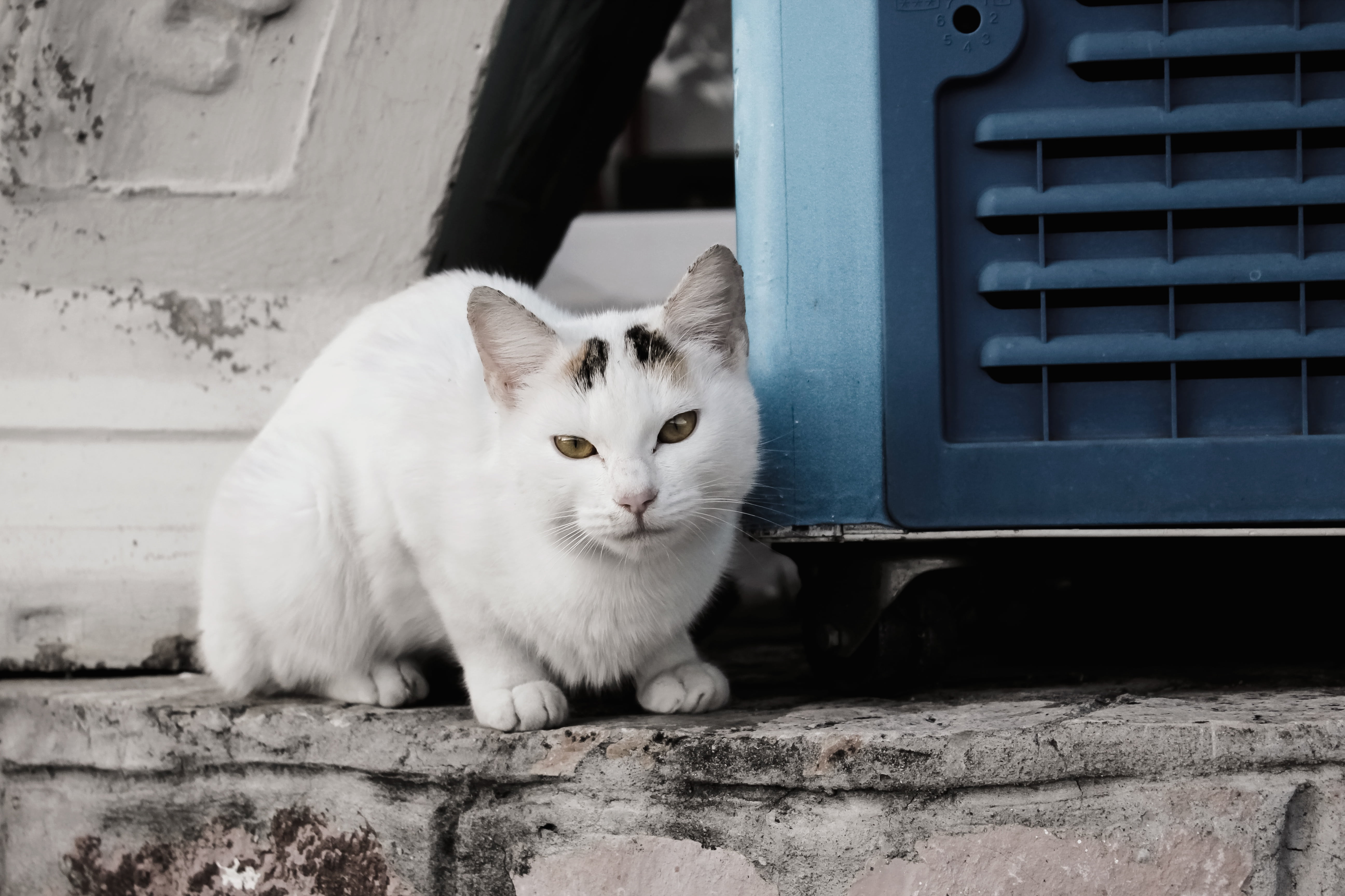 pets, nature, white, sit, funny, mammal, domestic cat, soft, feline, architecture, built structure, charming, no people, kitten, kitty, one animal, furry, HD Wallpaper