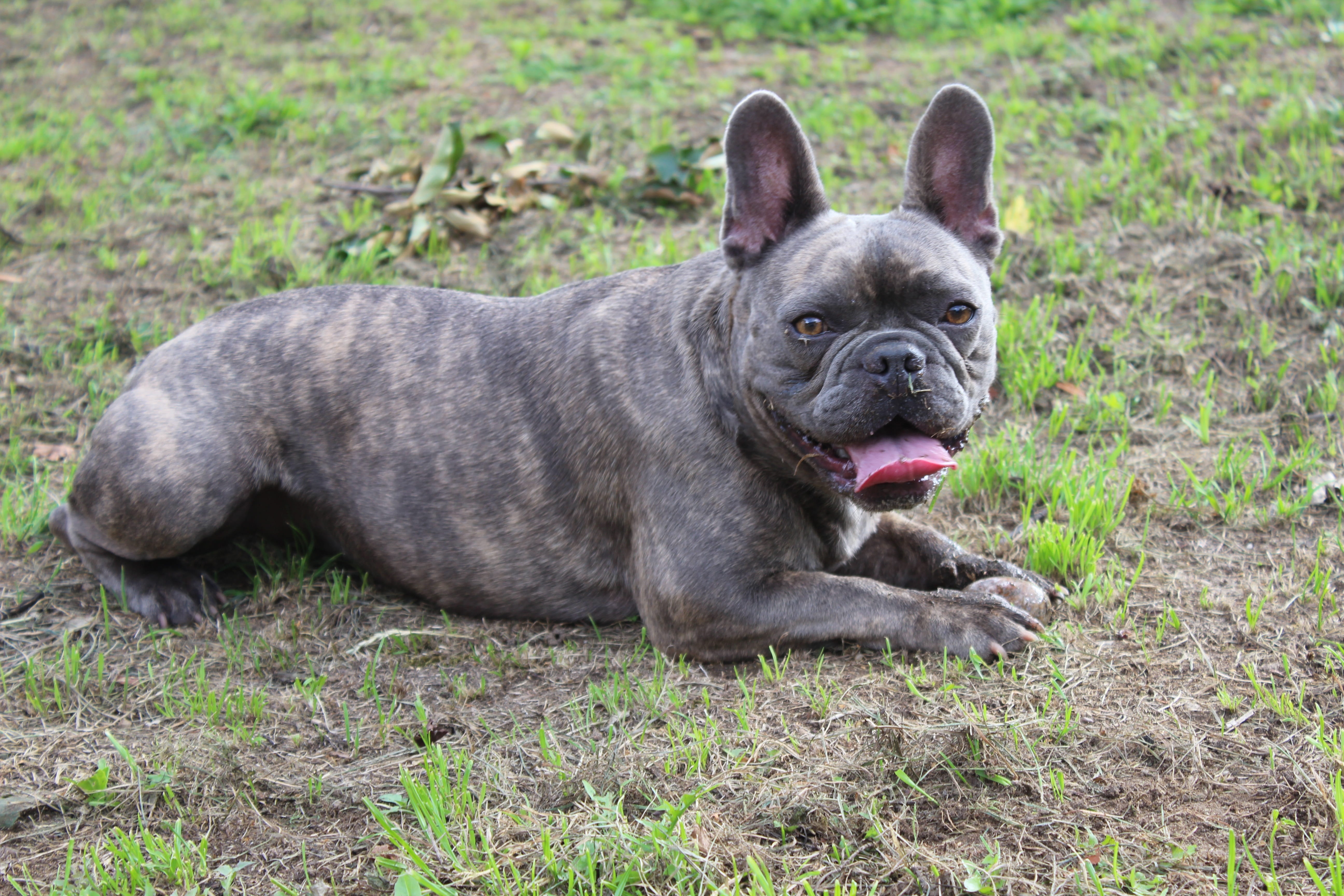mammal, animal, facial expression, plant, charming, grass, animal themes, cute, one animal, 5K, panting, bulldog, french bulldog, land, small, dog, canine, HD Wallpaper