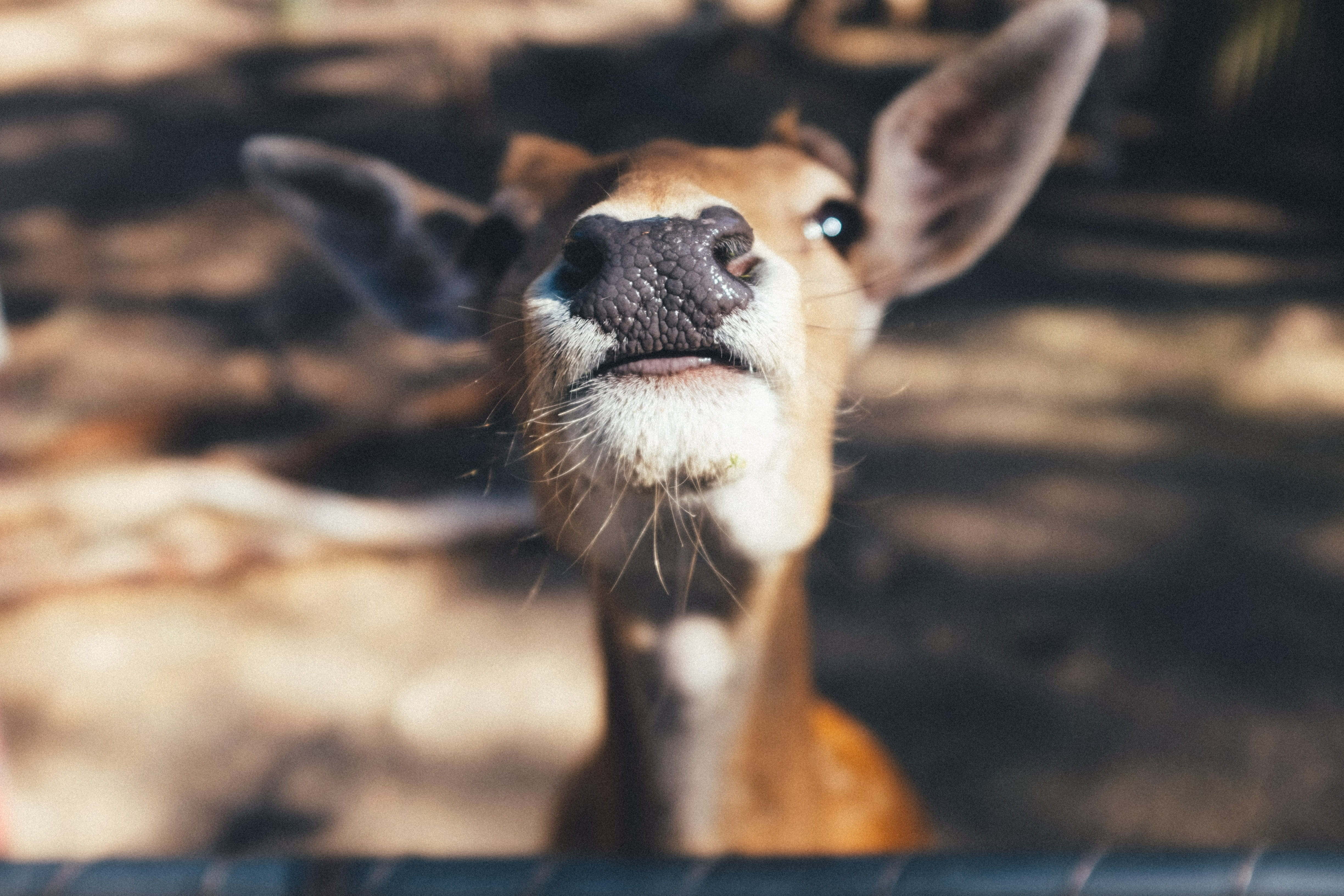 animal themes, one animal, deer, ears, herbivorous, face, vertebrate, 4K, head, animal wildlife, whisker, cute, looking at camera, domestic, mammal, snout, HD Wallpaper