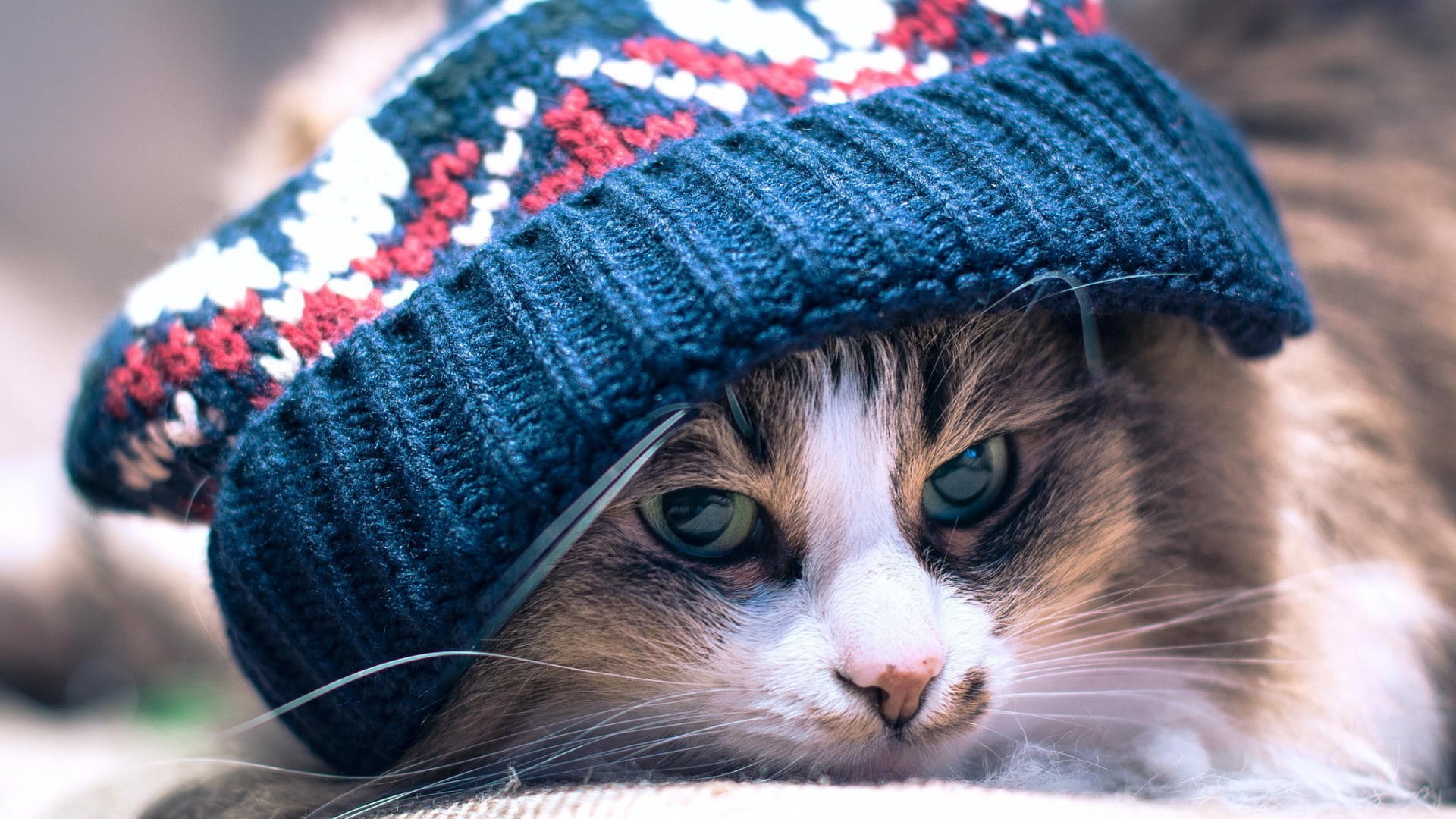woolly hat, 1080P, animals, cat, HD Wallpaper