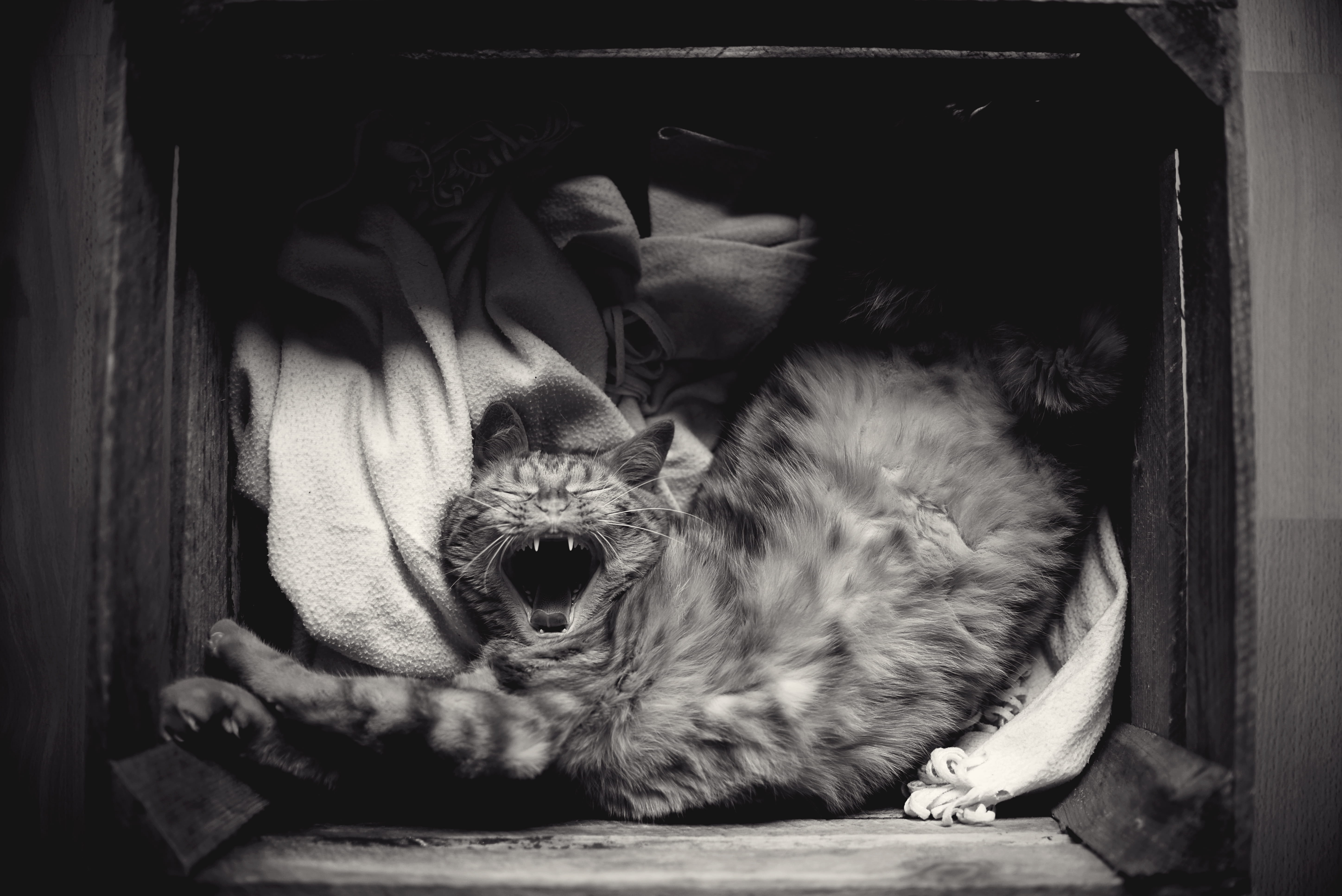looking at camera, bedtime, stretch, whisker, portrait, fallen, 5K, domestic cat, domestic animals, vertebrate, one animal, box, cat, crate, domestic, HD Wallpaper
