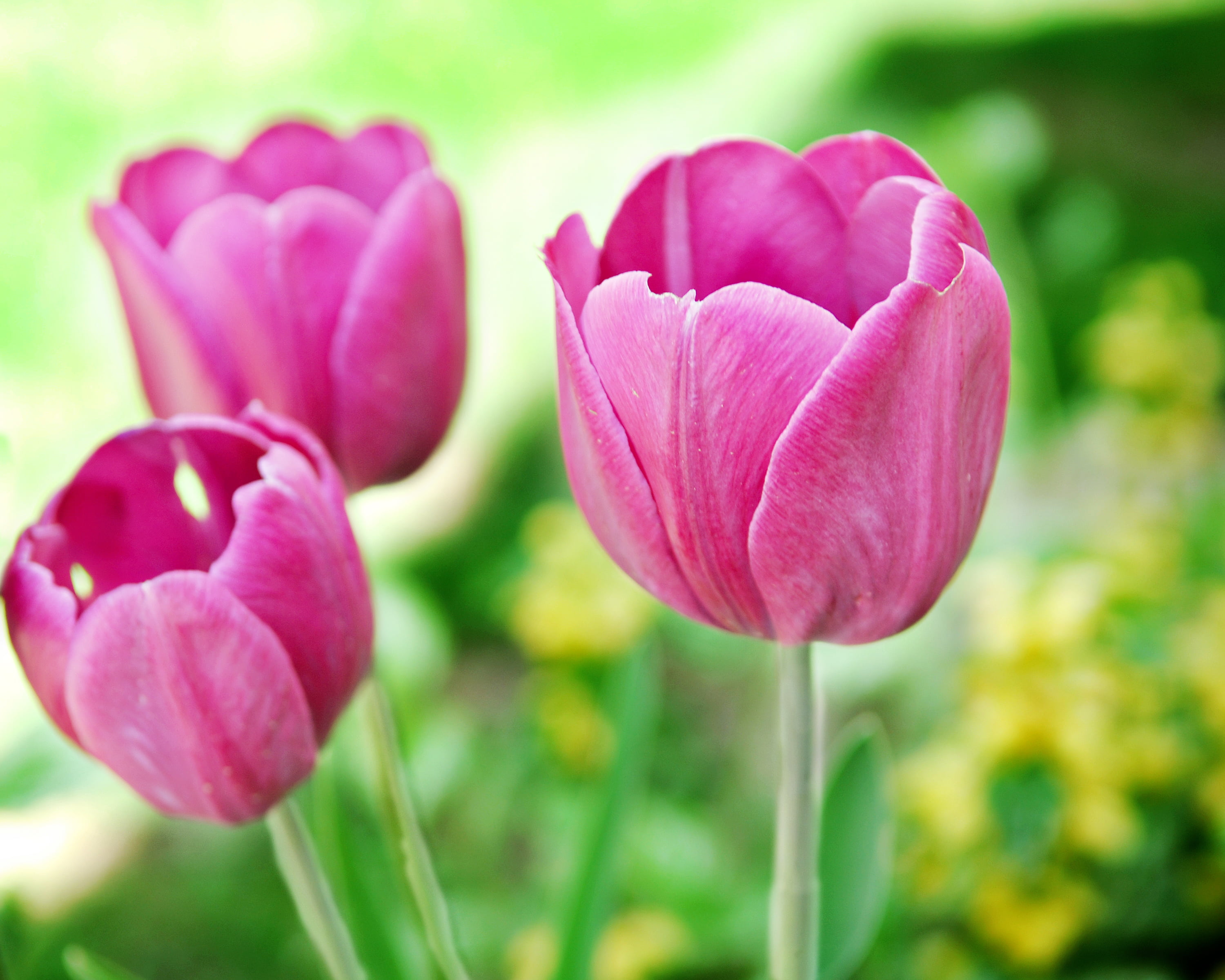 summer, freshness, flower Head, three, photography, springtime, pink, season, 2K, flowers, pink Color, daytime, nature, Ann Gordon, closeup photography, HD Wallpaper