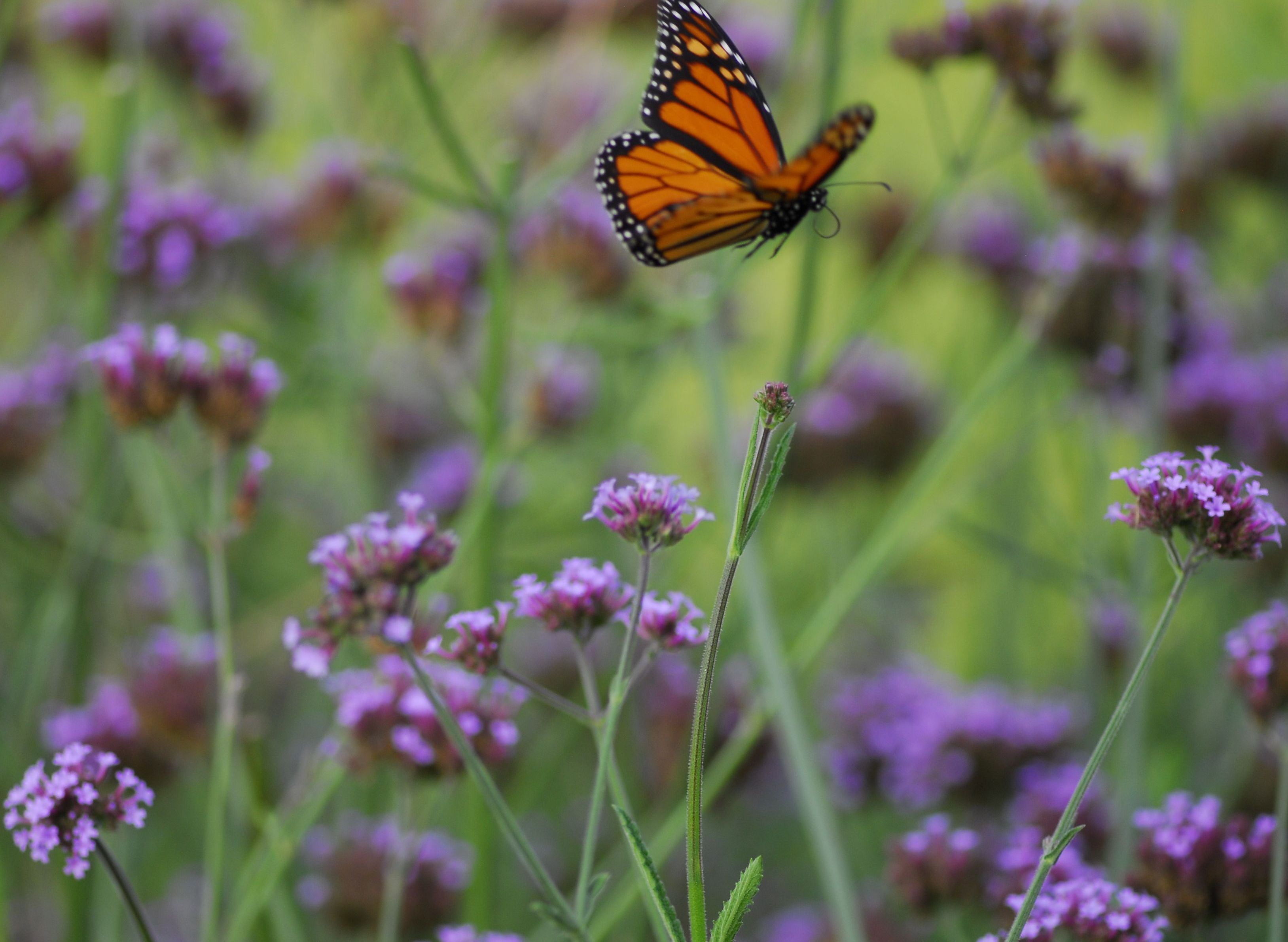 butterfly - Insect, VR, 105mm, sequence, flower, Micro, orange, IN FLIGHT, 2K, small farm, insect, nature, f/2.8, plant, butterfly  Butterfly, Butterflies, HD Wallpaper