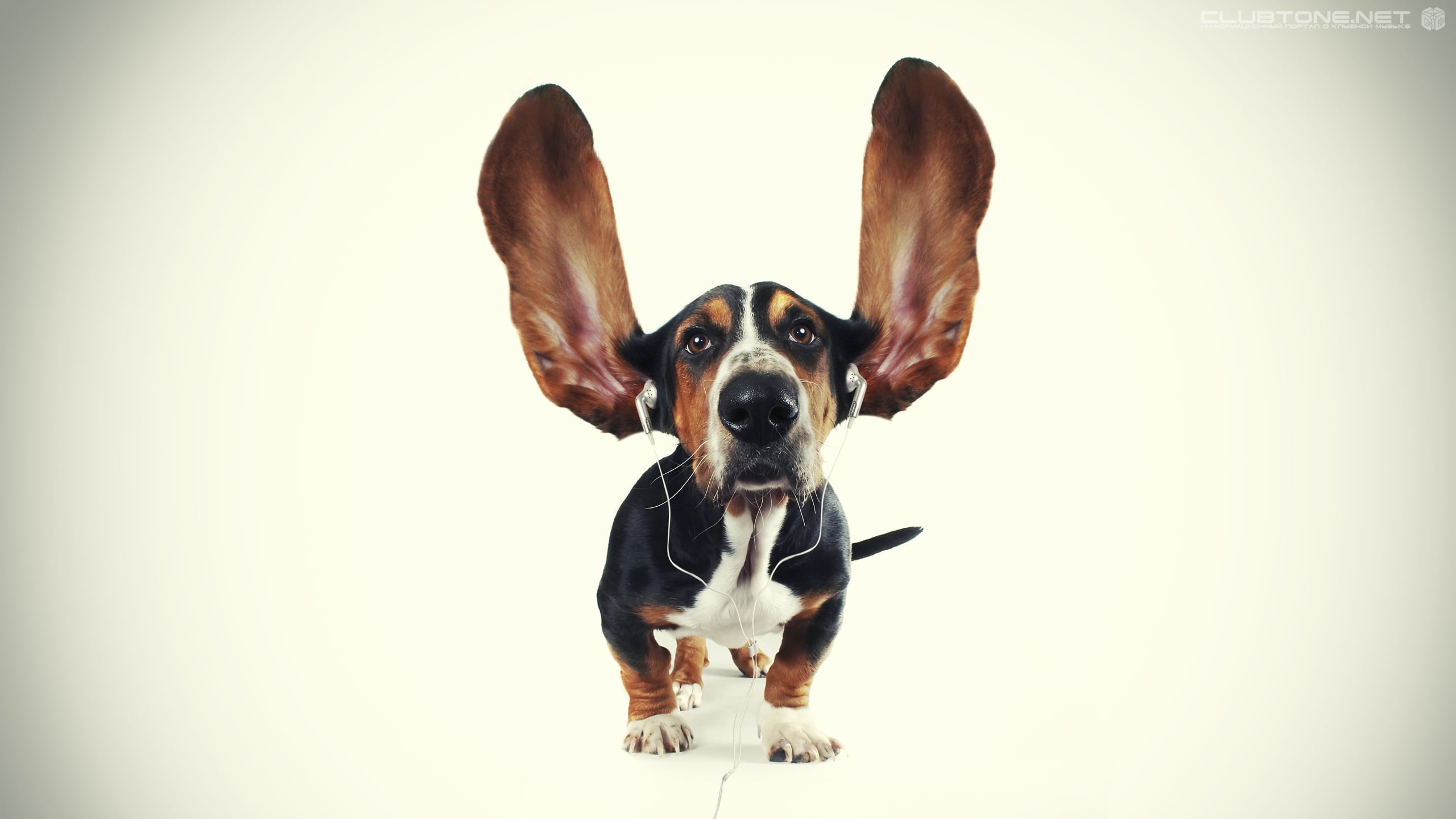 canine, mammal, screenshot, portrait, one animal, bassinet, black, copy space, studio shot, domestic animals, indoors, small, dog, white background, pets, HD Wallpaper