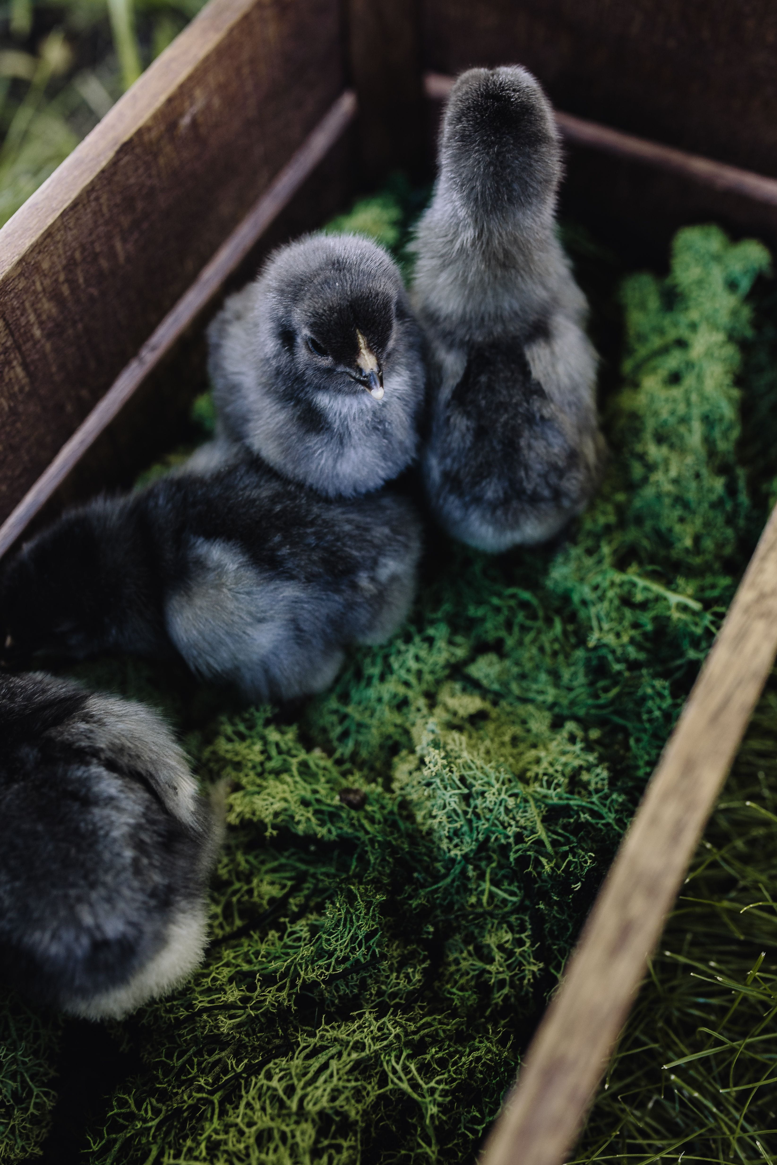 baby, no people, new born, mammal, group of animals, adorable, outdoors, small, two animals, animal family, animal wildlife, chicken, chicks, land, primate, Phone HD Wallpaper
