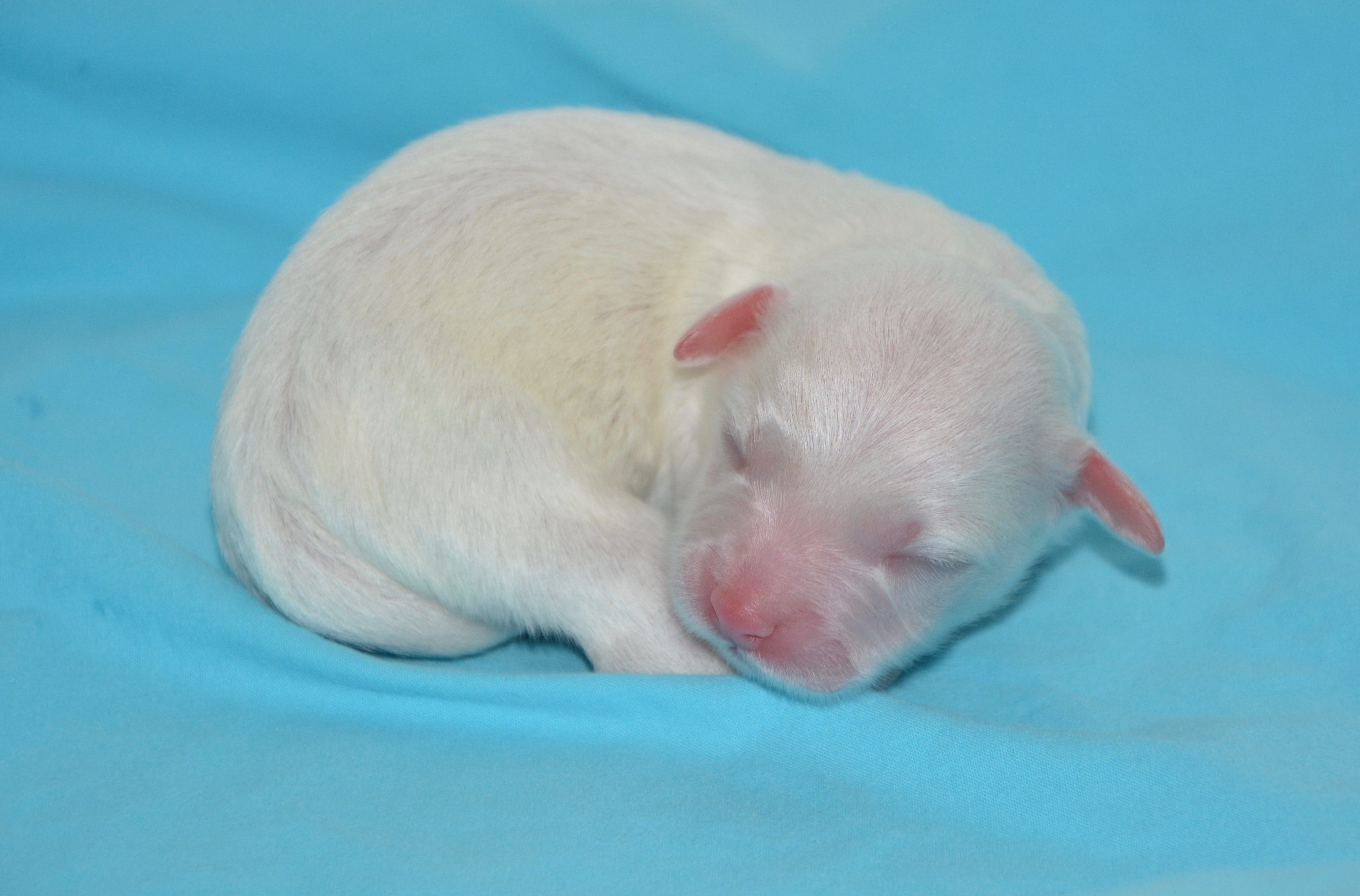 turquoise colored, pets, colored background, rat, blue background, domestic animal, blue, mammal, white color, domestic, puppy, dog, sleeping, studio shot, HD Wallpaper
