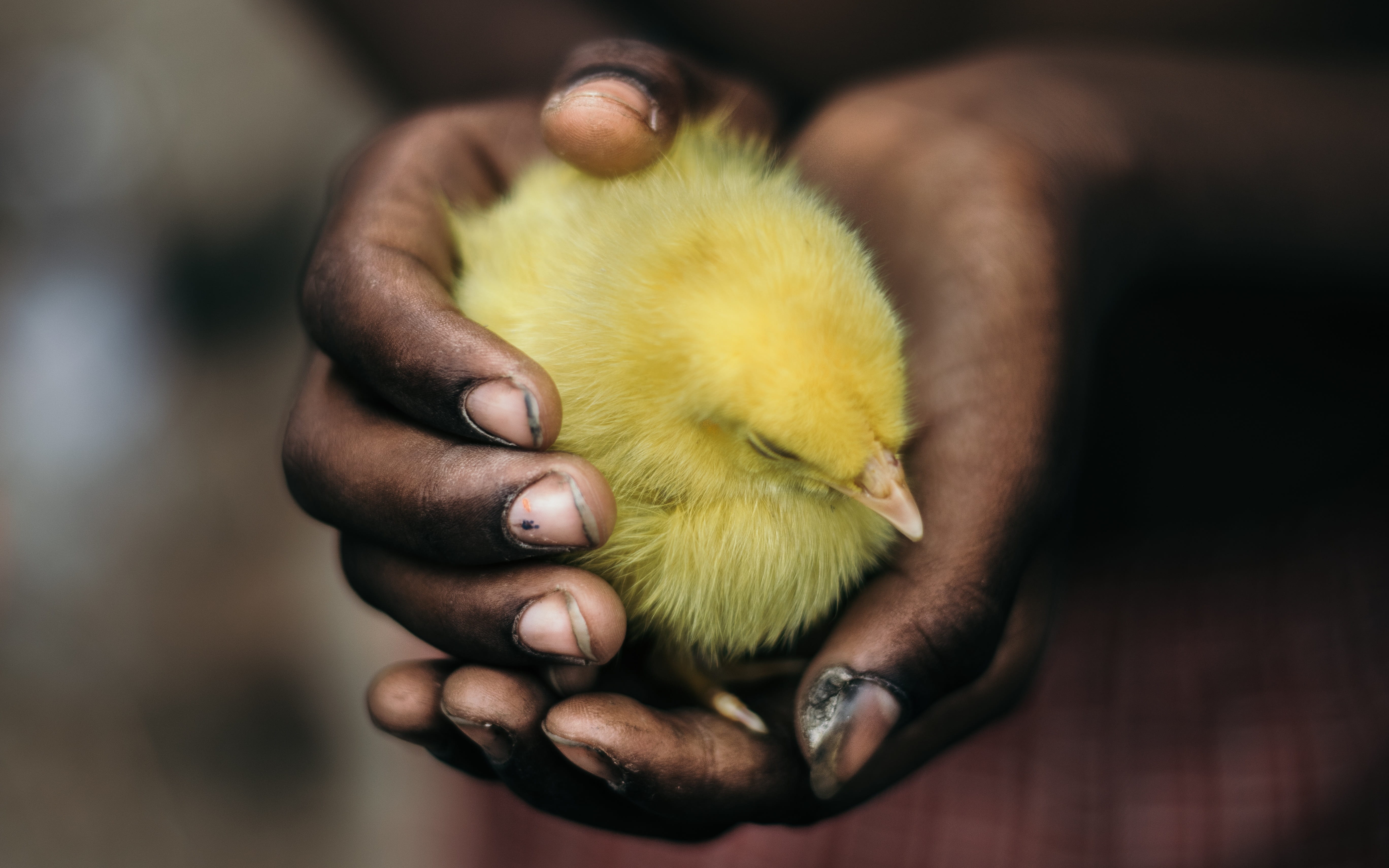 domestic, funny, easter, duck, white, hands cupped, duckling, farming, person, child, finger, feather, indoors, new, farm, chick, food, newborn, one person, HD Wallpaper