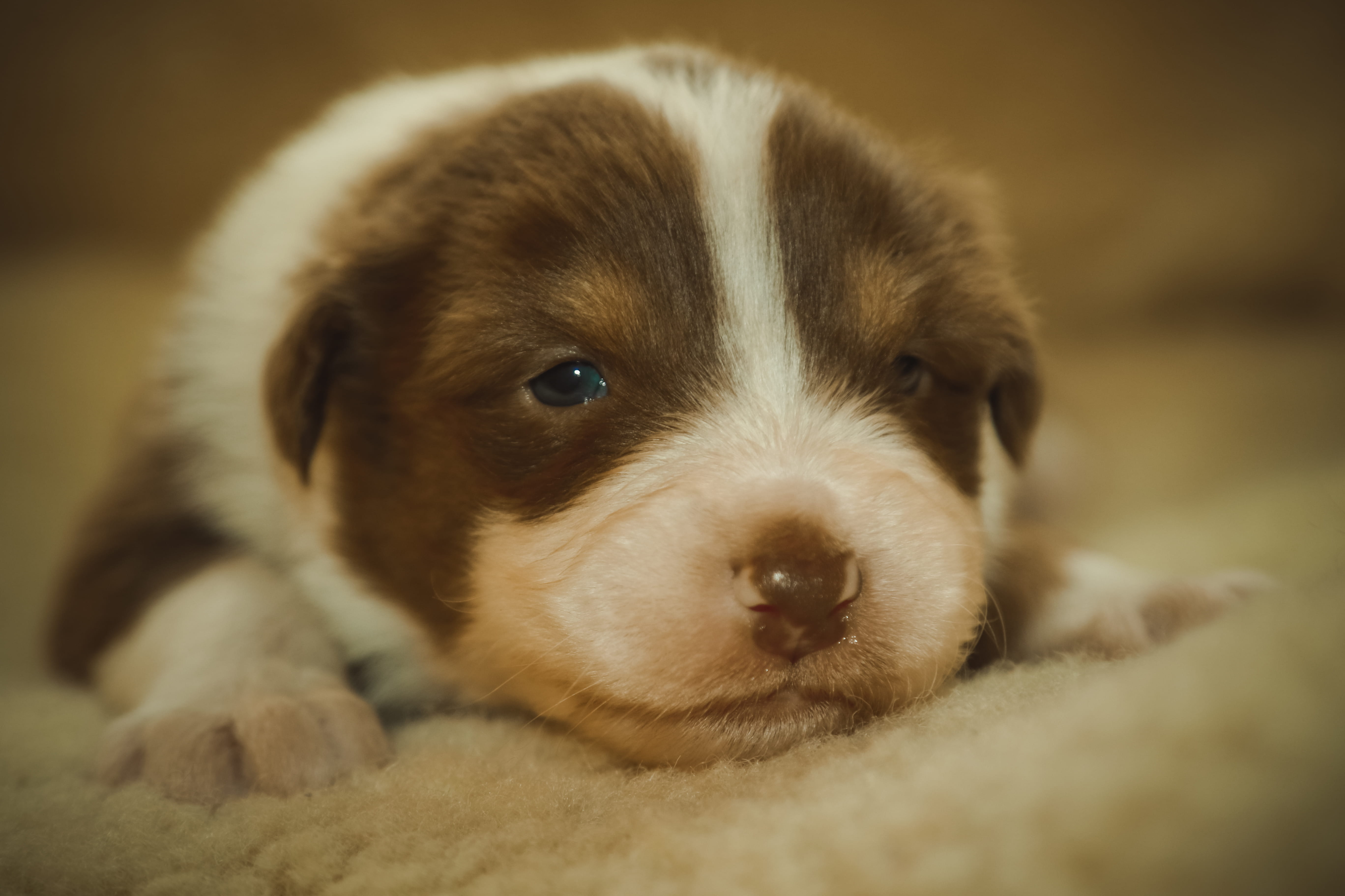 looking at camera, domestic, tilt, animal body part, domestic animals, shift, young animal, portrait, canine, new born puppy, brown, shepherd, australian, HD Wallpaper