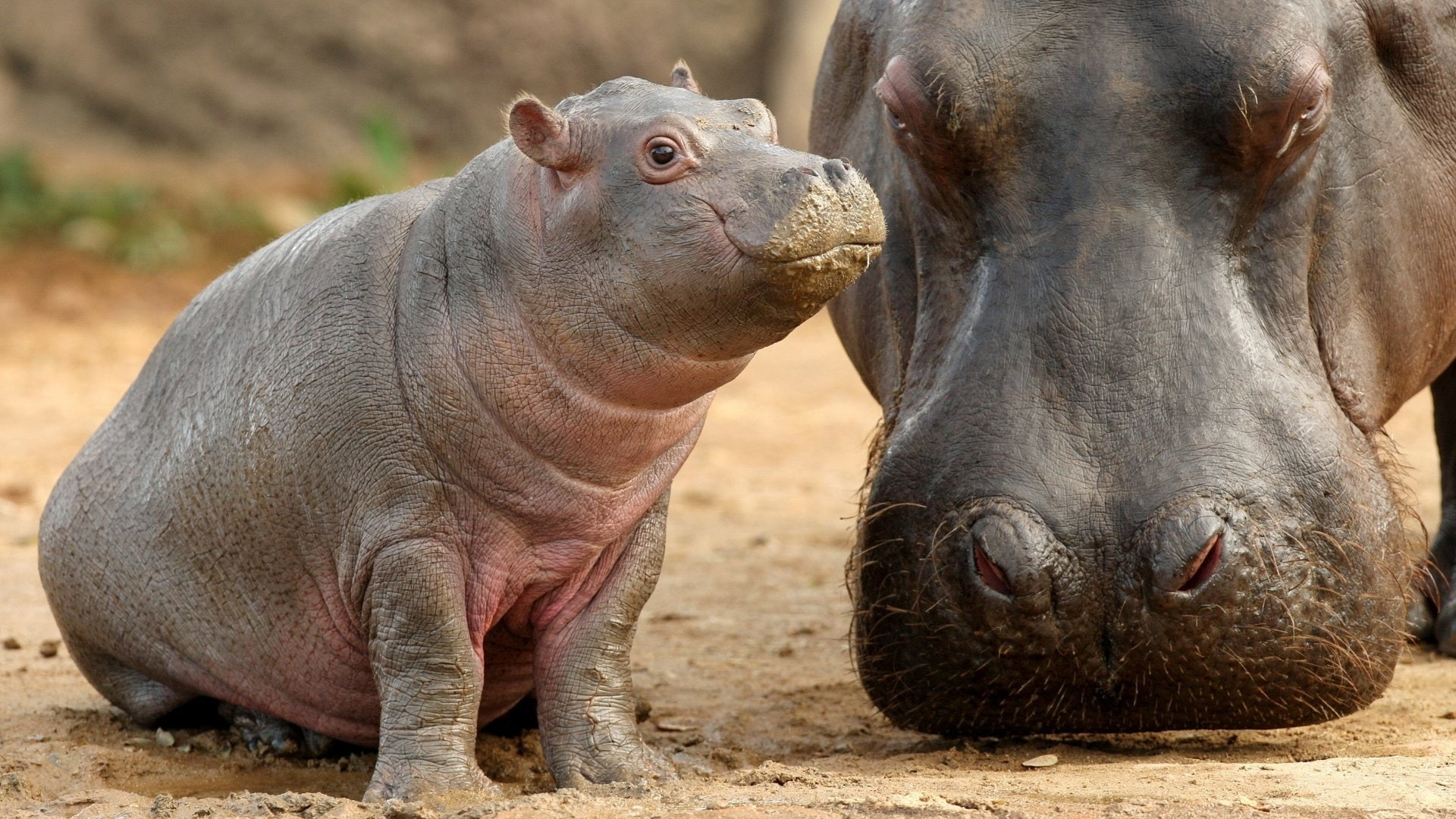 animal body part, animals in the wild, Hipopotamos, togetherness, no people, focus on foreground, close-up, two animals, animal, domestic animals, madre, HD Wallpaper