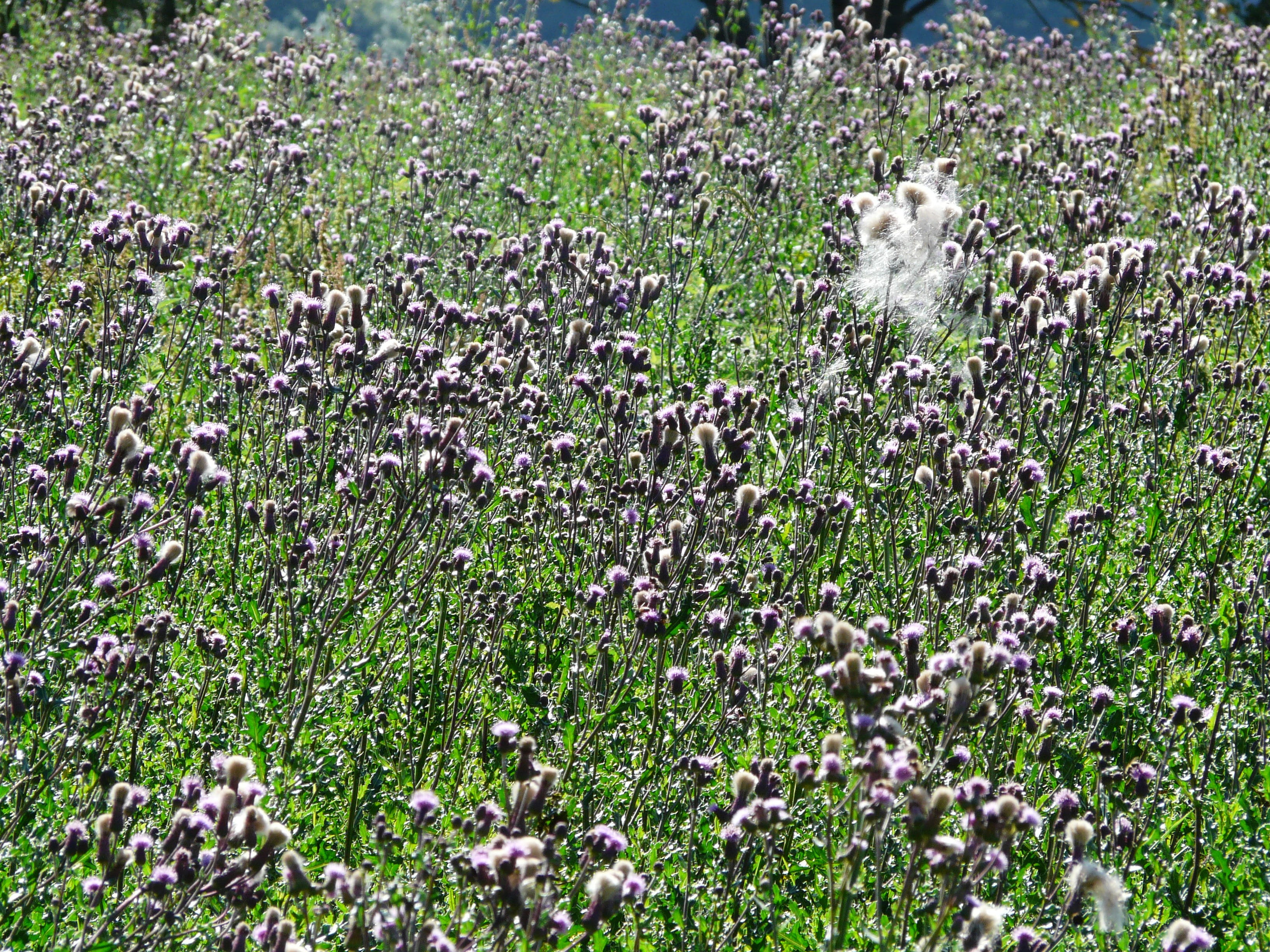 growth, cirsium, no people, flowers, dog, reddish, edge of field, field, pets, plant, Cirsium Arvense, green color, infructescence, creeping, five gap, HD Wallpaper