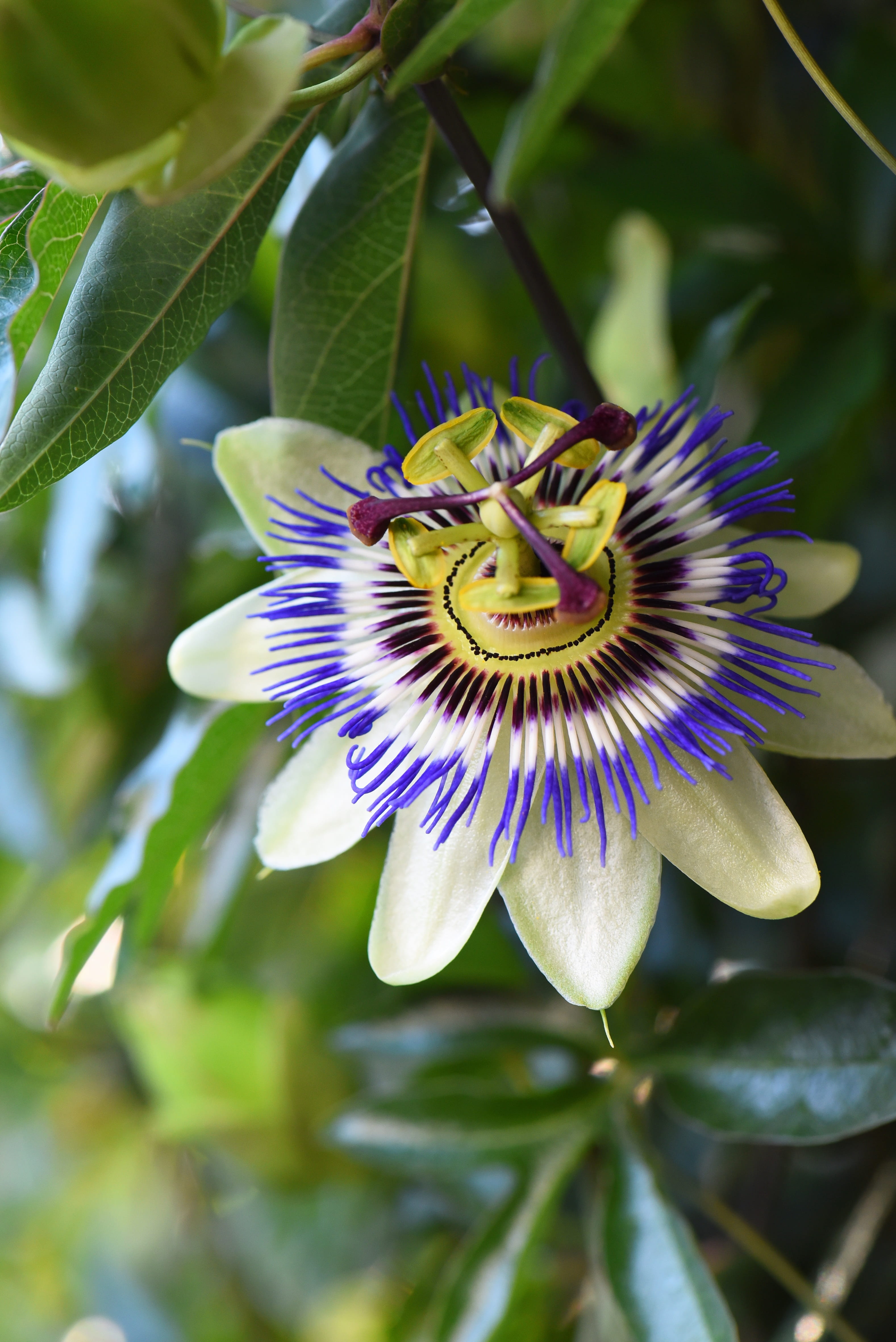bloom, purple, no people, day, fragility, exotic, petal, freshness, beauty in nature, colorful, flower head, blossom, focus on foreground, mark, close-up, Phone HD Wallpaper