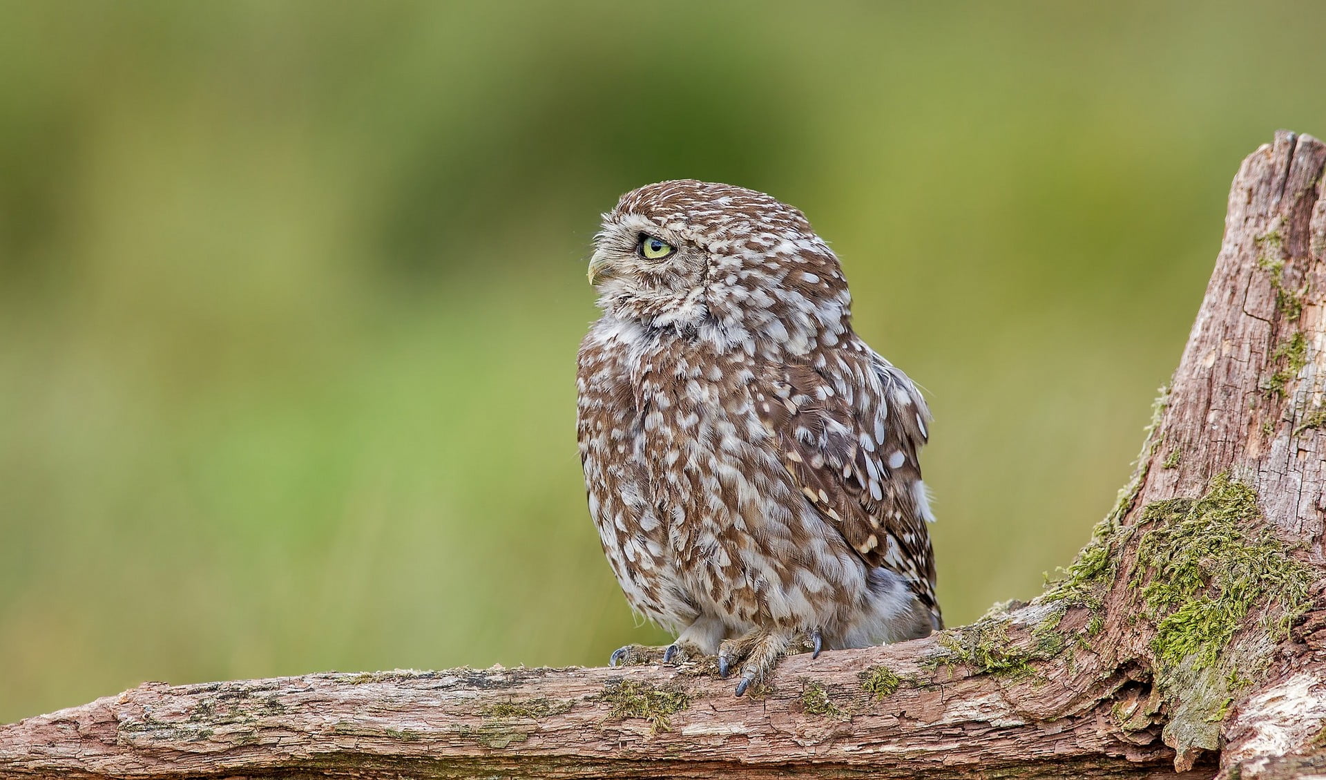 focus on foreground, one animal, close-up, no people, rock, animal themes, animal wildlife, vertebrate, animals in the wild, tree, animal, bird, day, perching, HD Wallpaper