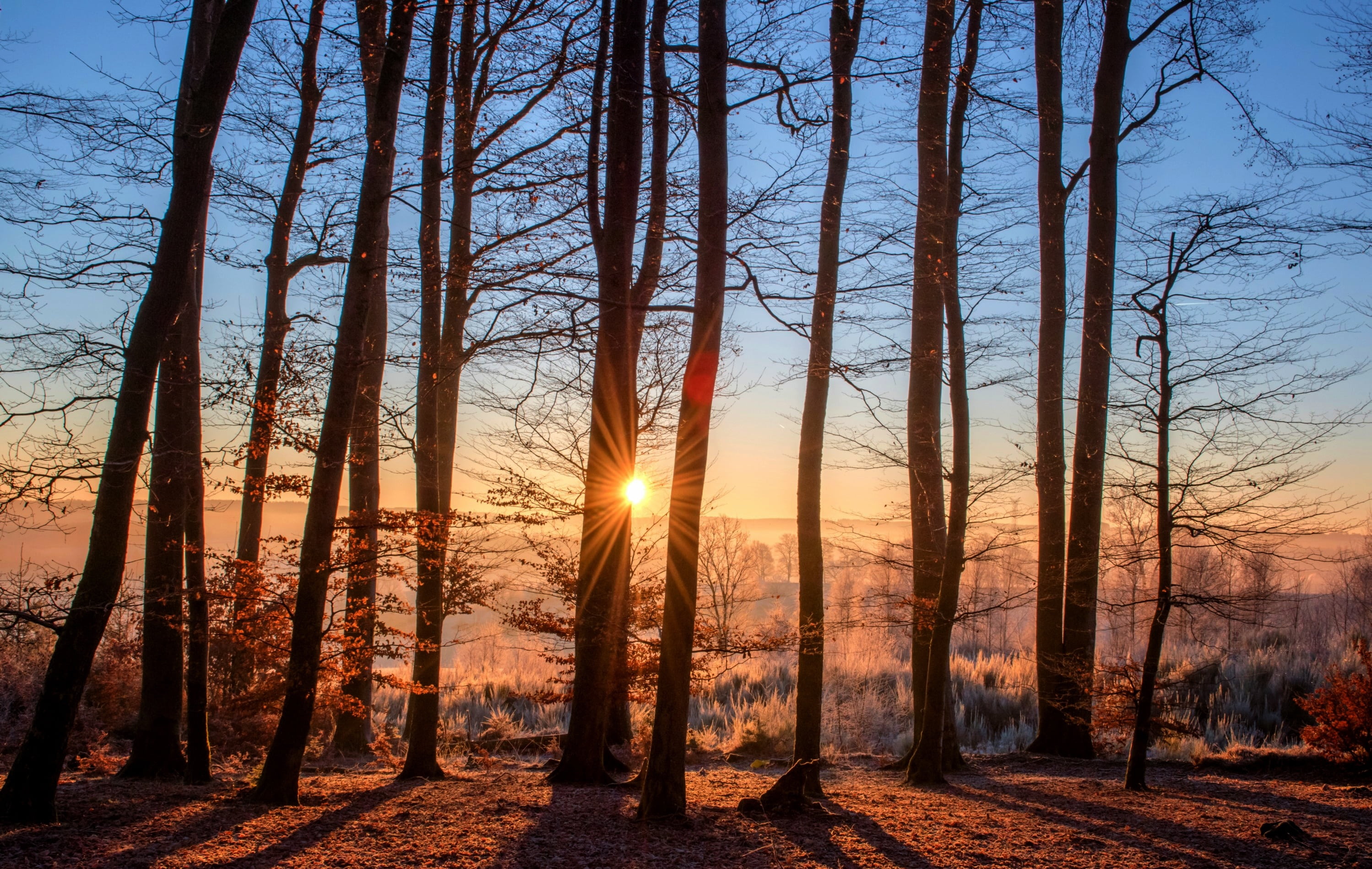 sunlight, beauty in nature, tree, trunk, lens flare, background, scenics, scenics - nature, 2K, outdoors, streaming, woodland, wood, tranquility, sunset, HD Wallpaper