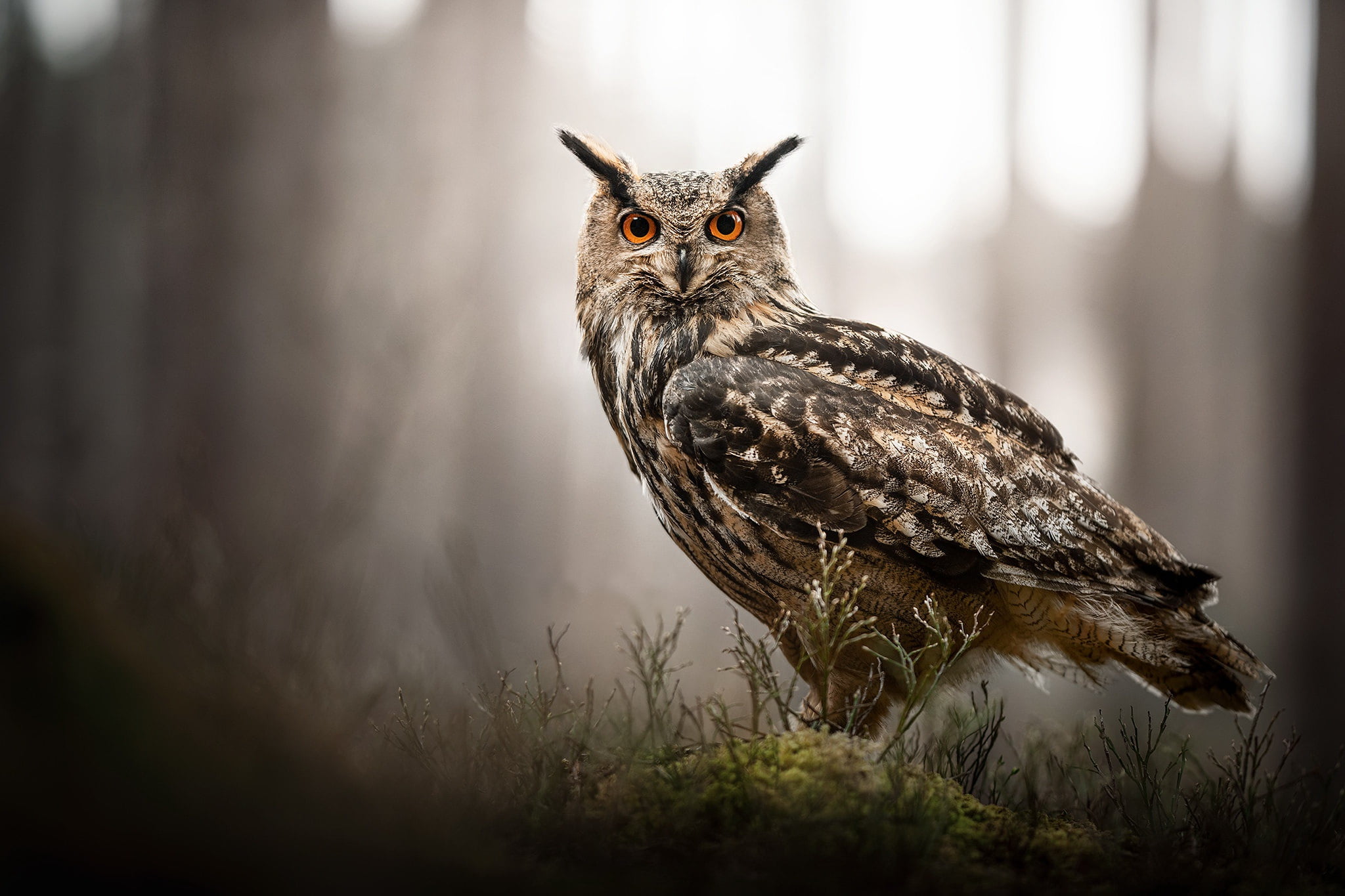 1080P, Bird, Owl, Wildlife, Birds, Great Horned Owl, HD Wallpaper