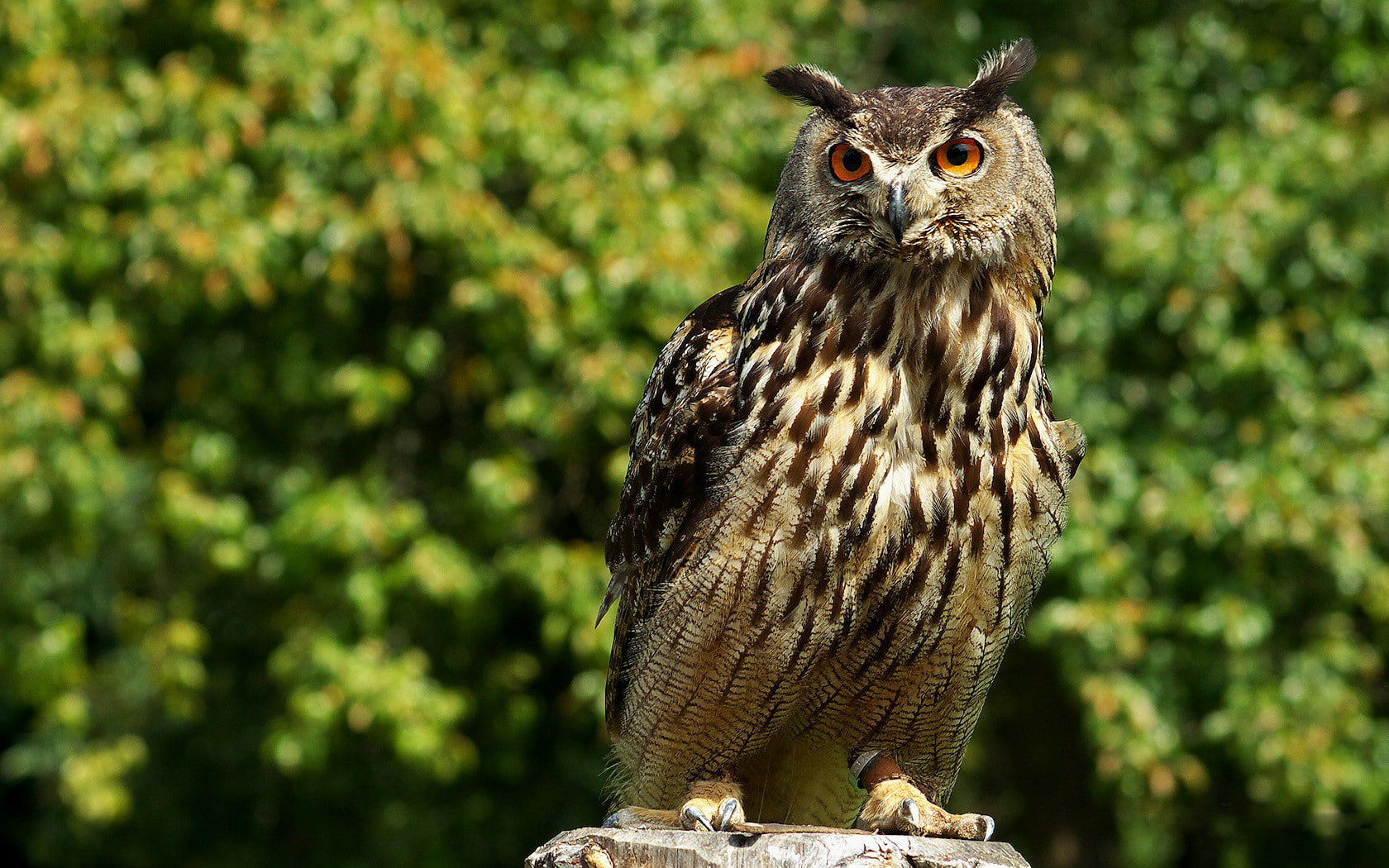 720P, Birds, Great horned owl, HD Wallpaper
